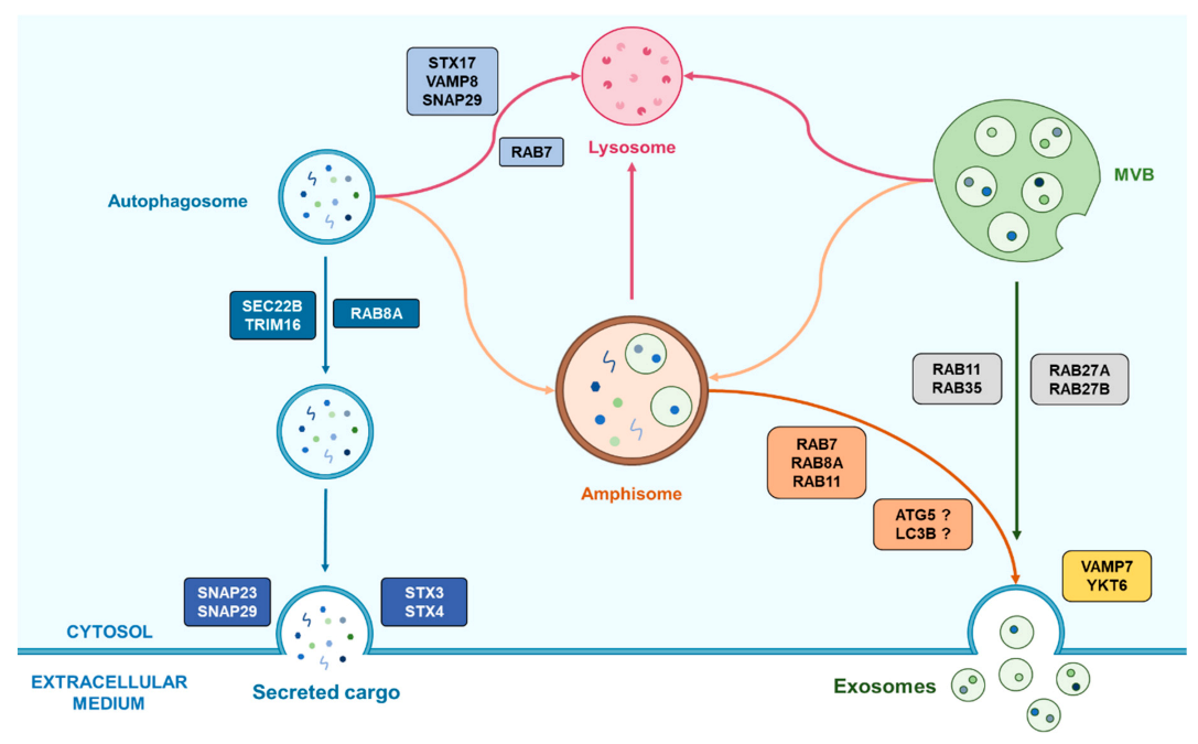 Cancers 13 01039 g003 Cancers 13 01039 g003