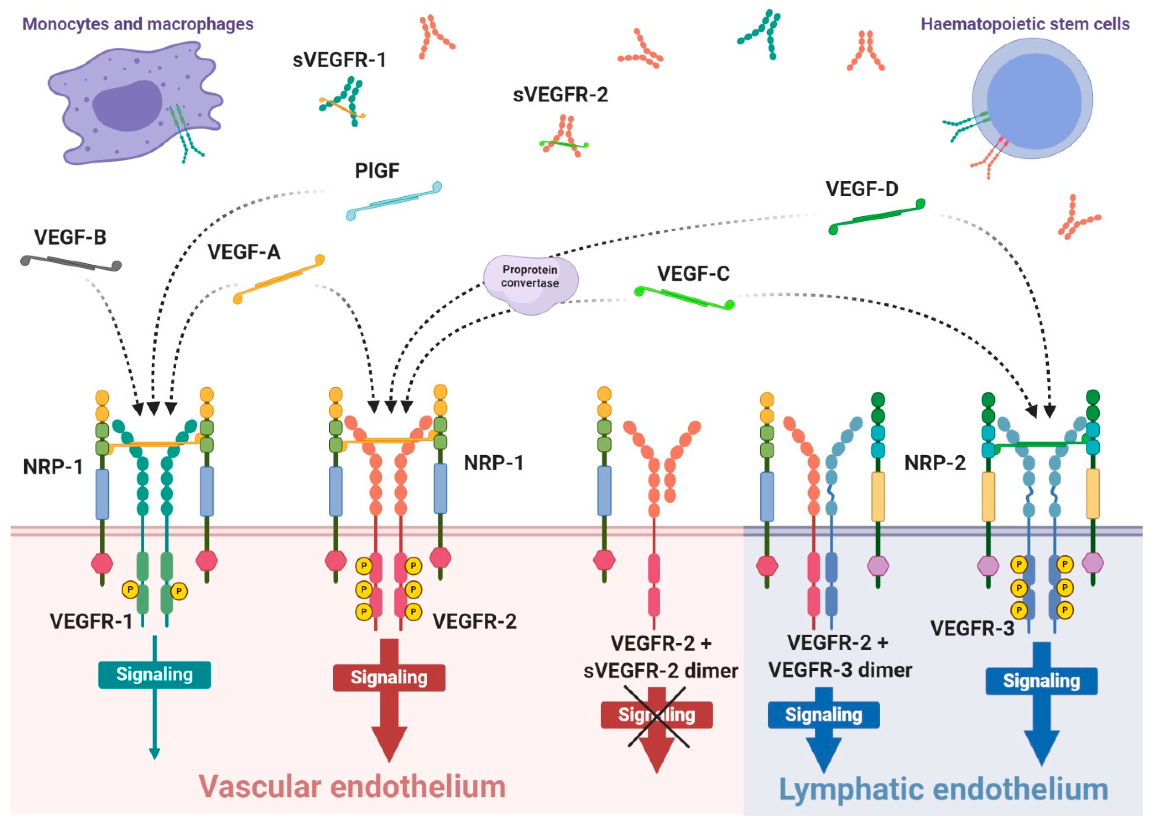 Cancers | Free Full-Text | The Role of VEGF Receptors as Molecular 