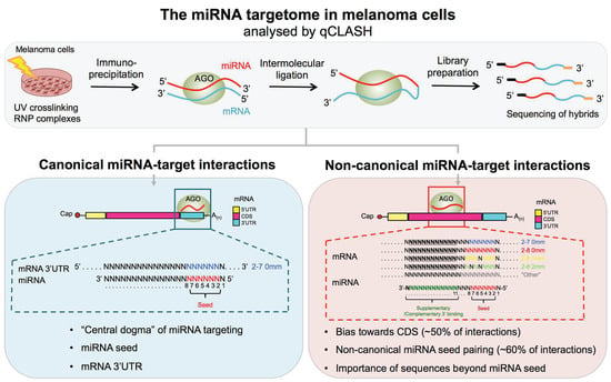 Cancers Free Full Text Cross Linking Ligation And Sequencing Of Hybrids Qclash Reveals An Unpredicted Mirna Targetome In Melanoma Cells Html