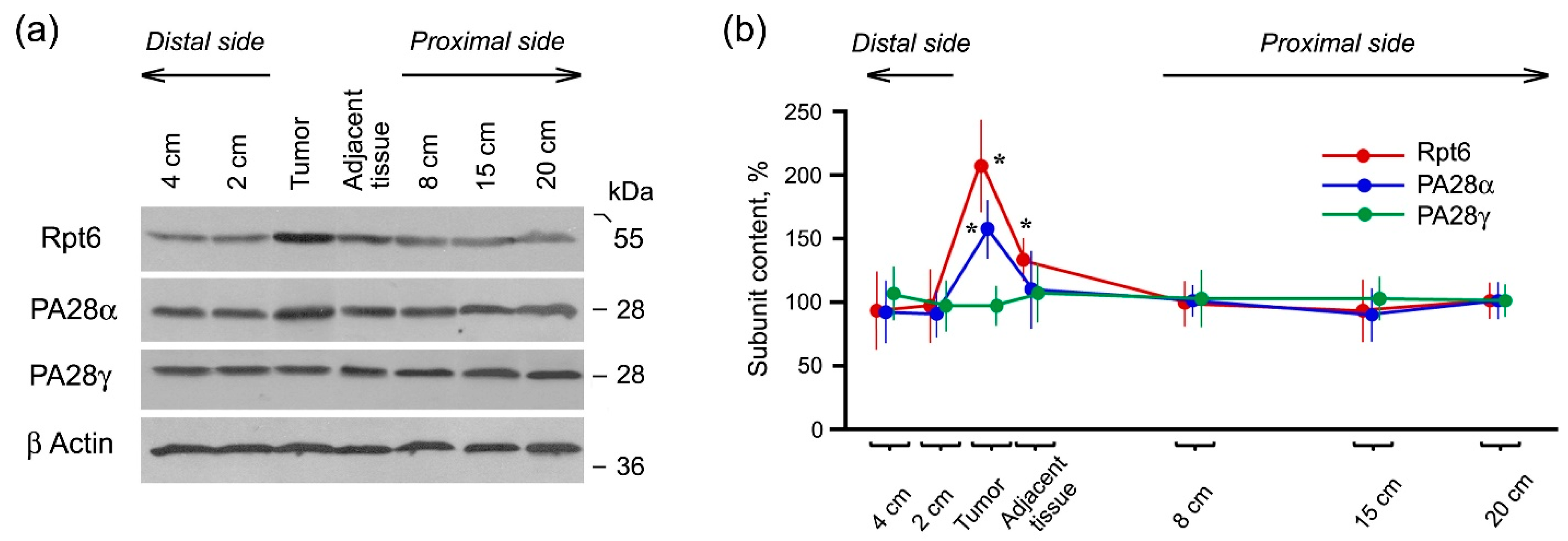 Cancers 13 01108 g003