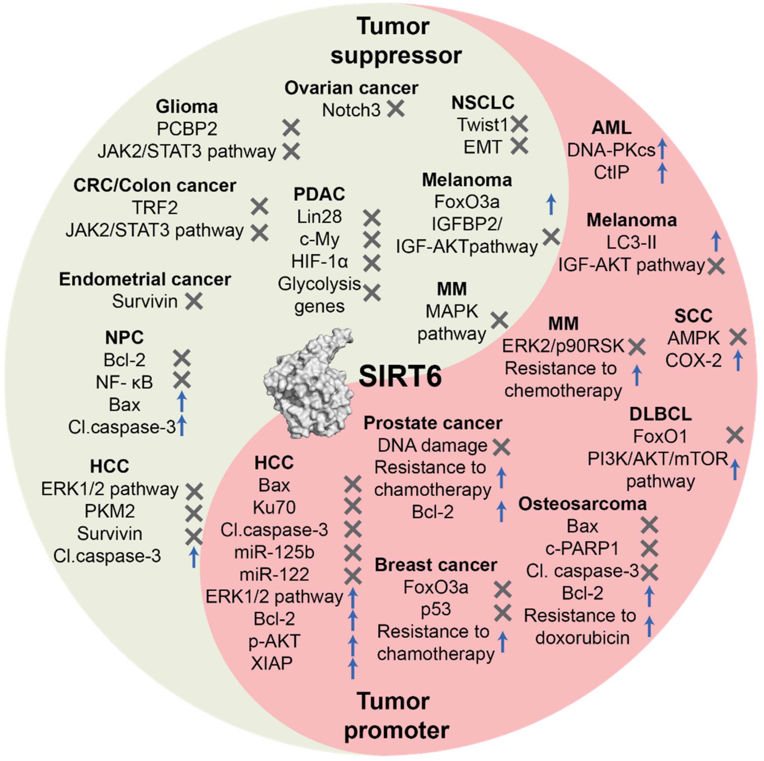 Cancers 13 01156 g001