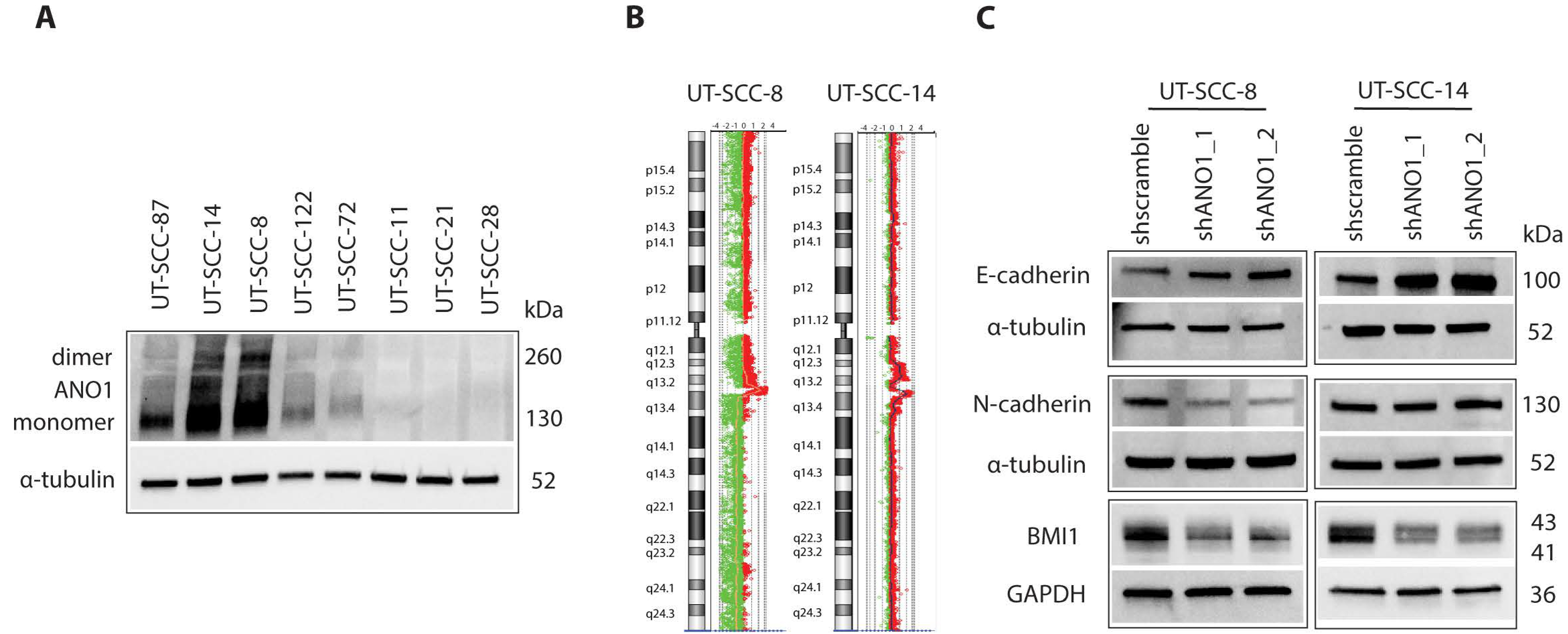 Cancers 13 01170 g001 Cancers 13 01170 g001