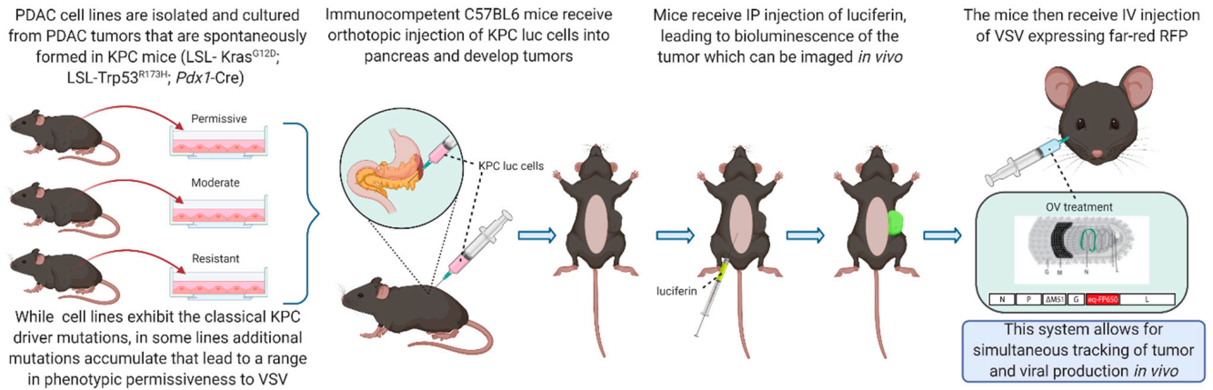 Cancers | Free Full-Text | Expanding the Spectrum of Pancreatic