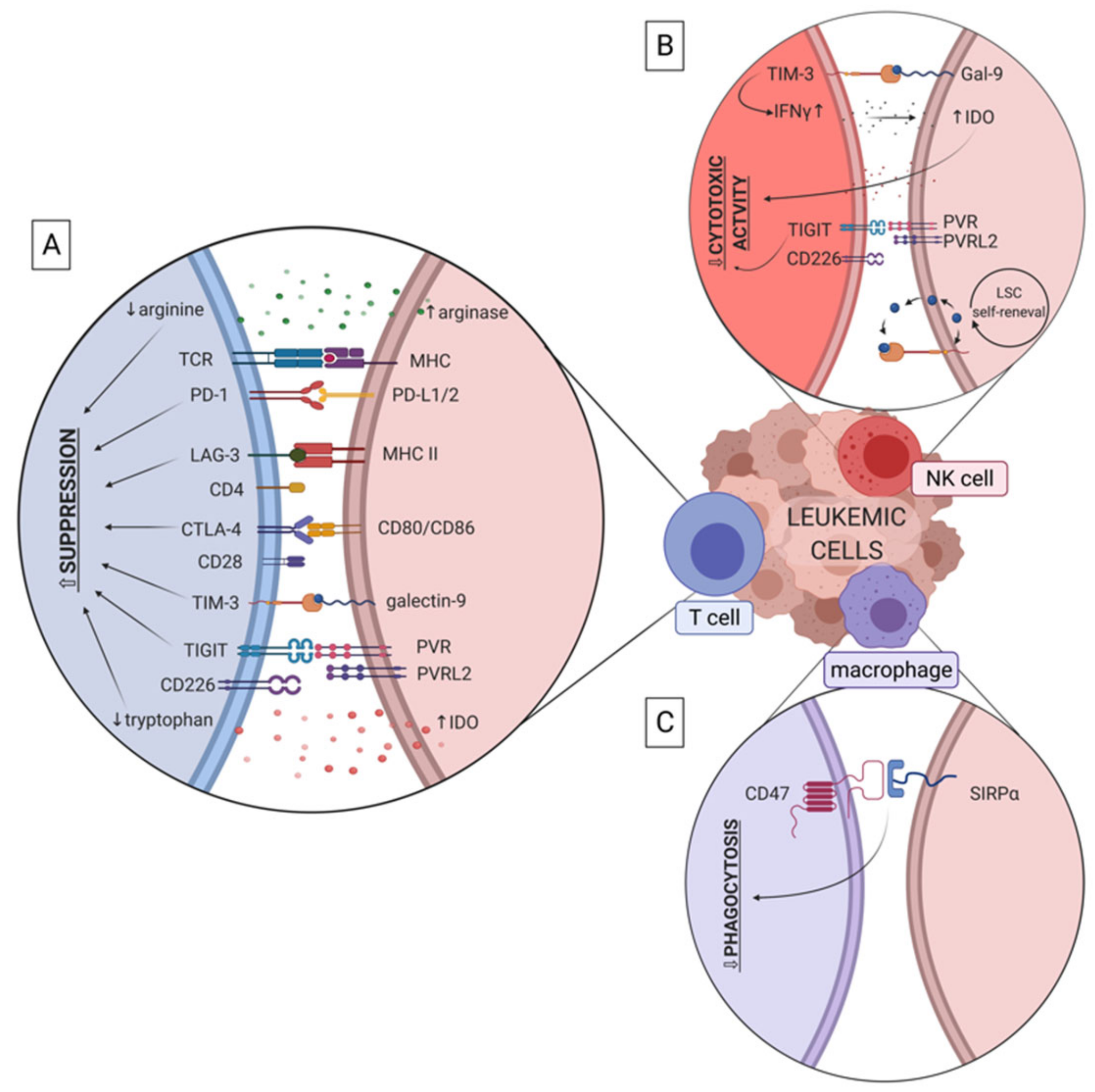 Cancers Free Full Text Immunosuppressive Cell Subsets And Factors In Myeloid Leukemias Html