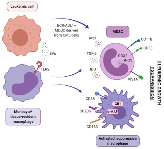 Cancers Free Full Text Immunosuppressive Cell Subsets And Factors In Myeloid Leukemias Html