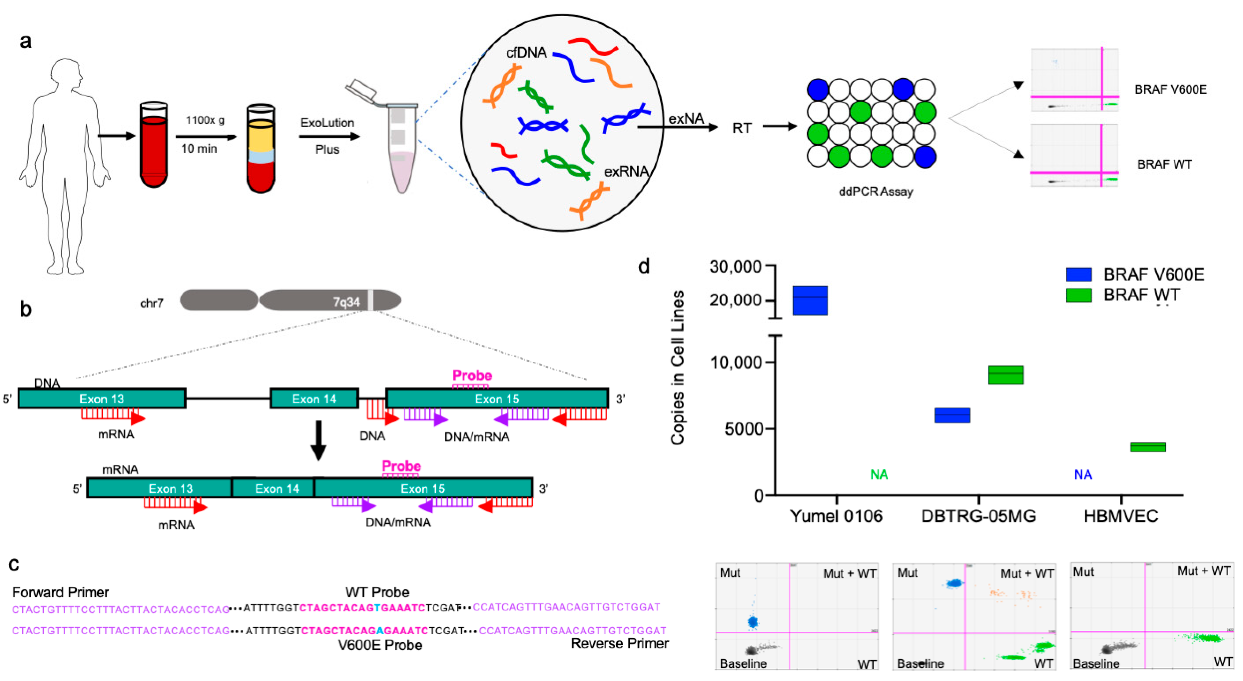 Cancers Free Full Text Blood Based Detection of BRAF V600E in