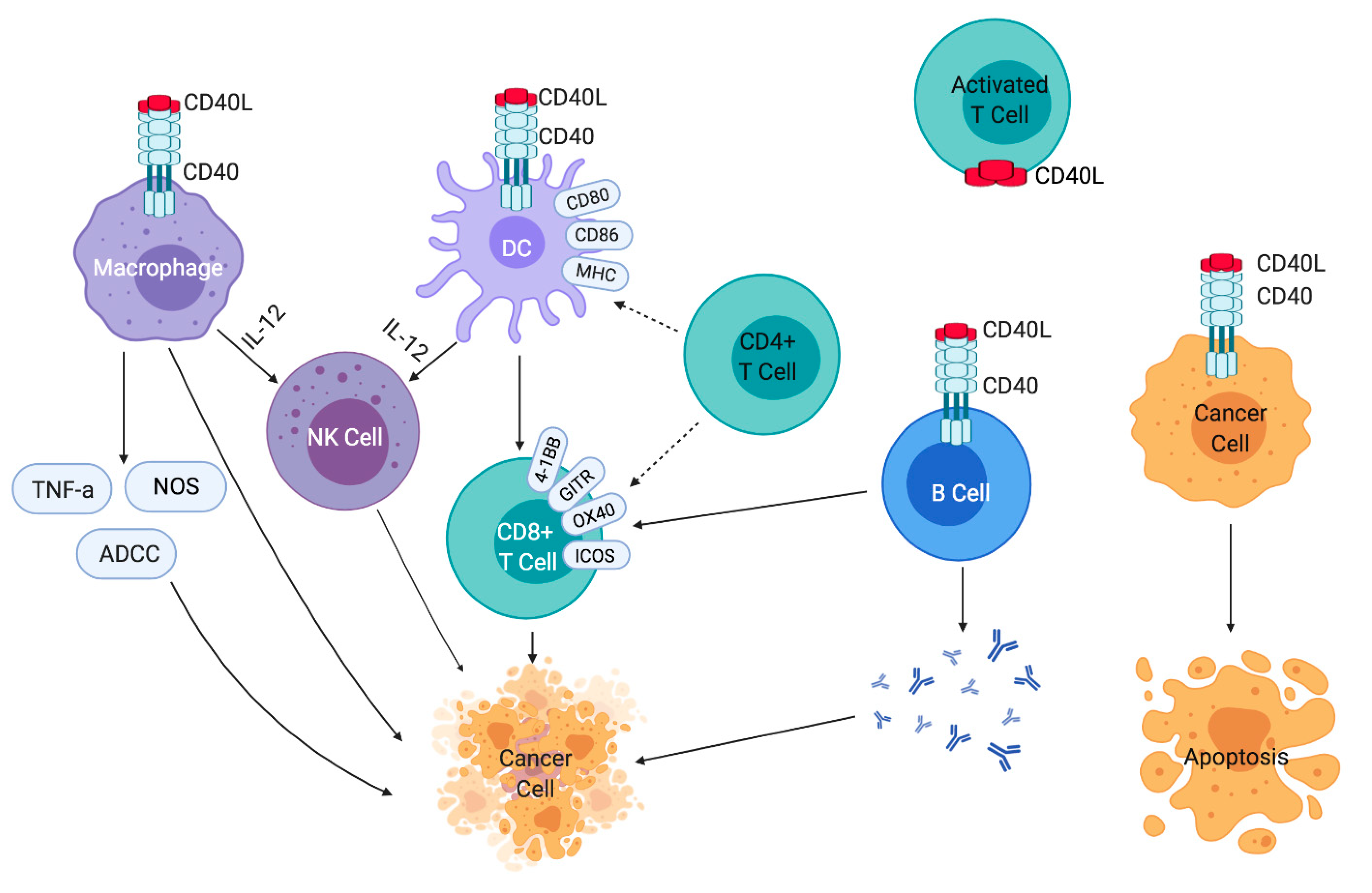 Cancers | Free Full-Text | Agonistic CD40 Antibodies in Cancer Treatment