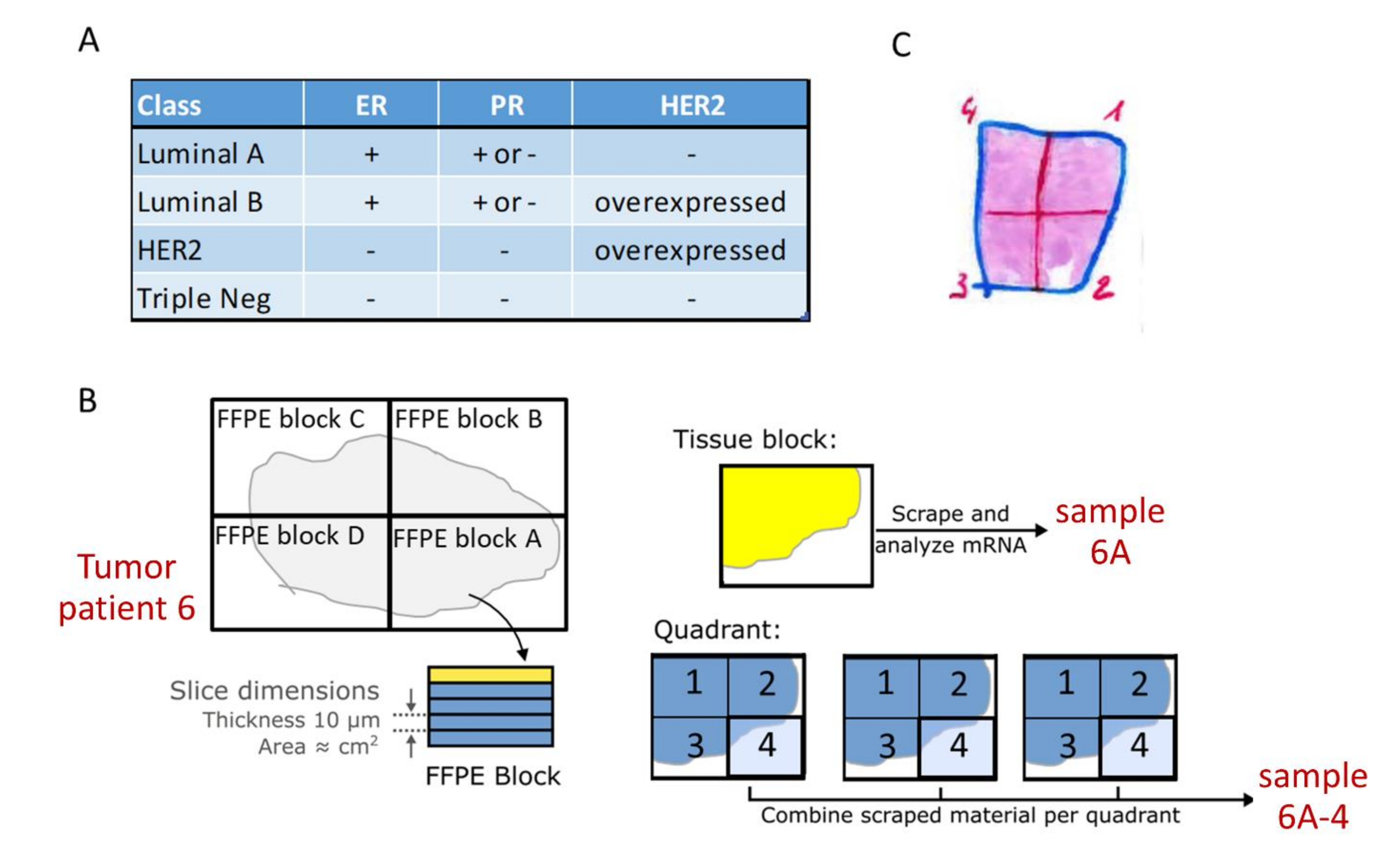 Cancers 13 01345 g001