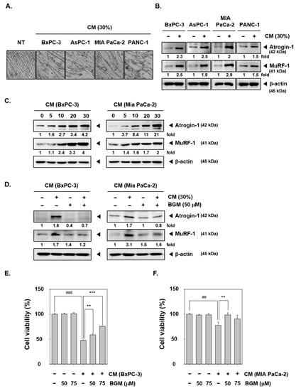 Cancers Free Full Text A Novel Role Of Bergamottin In Attenuating Cancer Associated Cachexia By Diverse Molecular Mechanisms Html