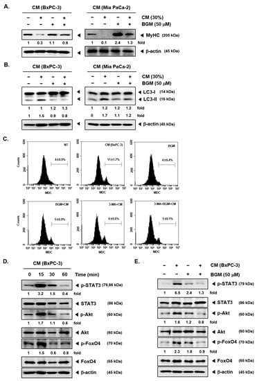 Cancers Free Full Text A Novel Role Of Bergamottin In Attenuating Cancer Associated Cachexia By Diverse Molecular Mechanisms Html