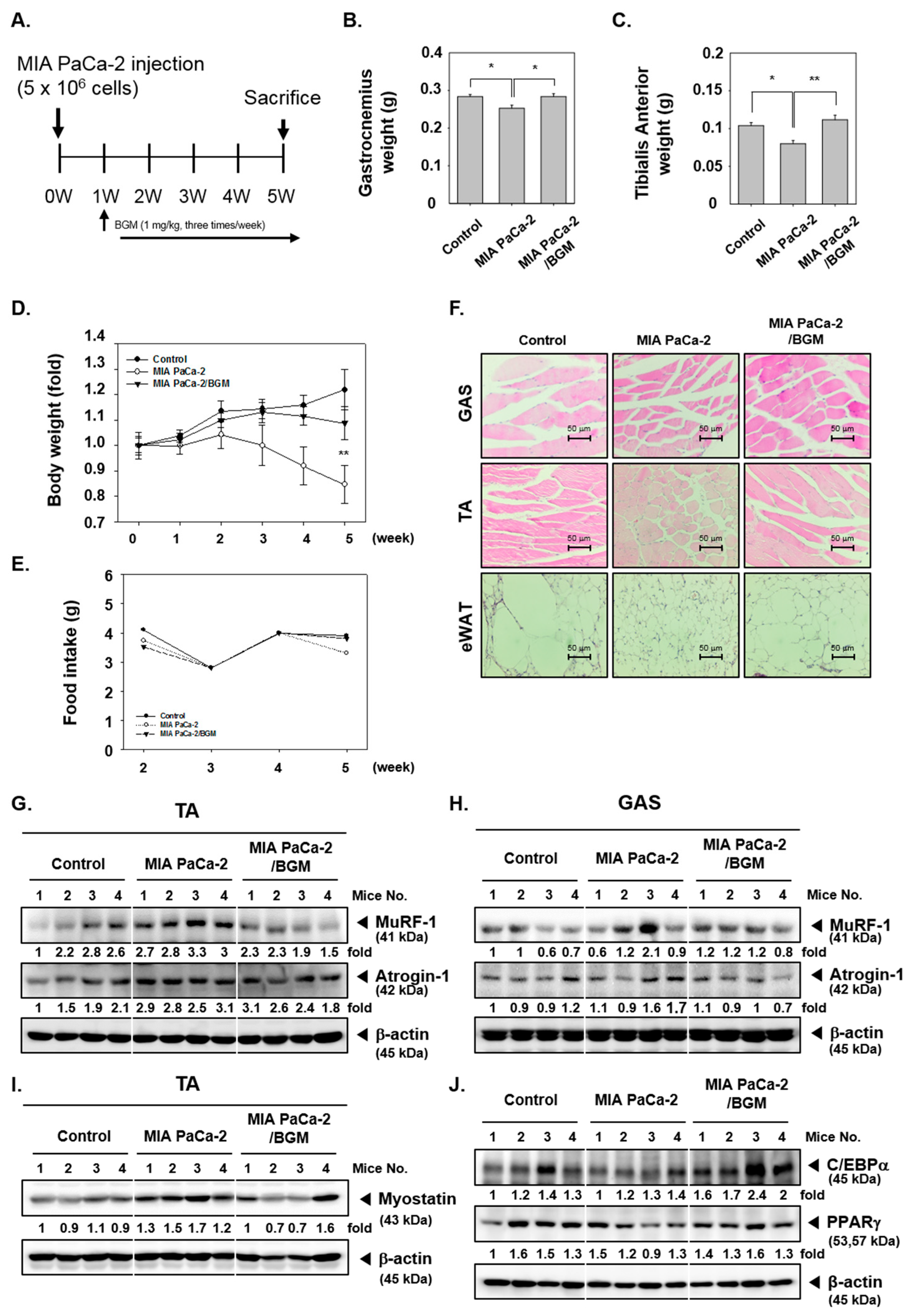 Cancers Free Full Text A Novel Role Of Bergamottin In Attenuating Cancer Associated Cachexia By Diverse Molecular Mechanisms Html