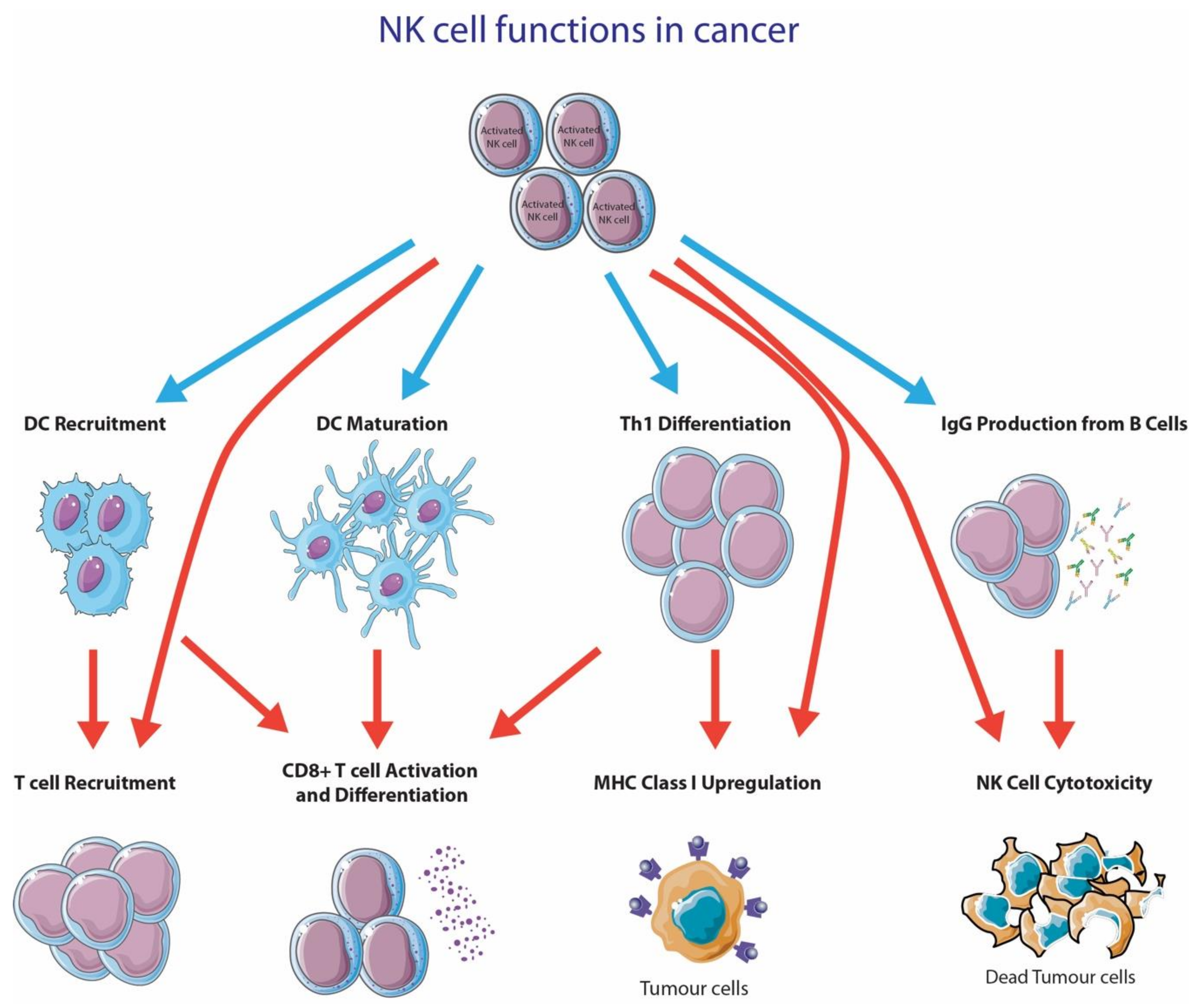 cancers free full text targeting nk cells to enhance melanoma response to immunotherapies html