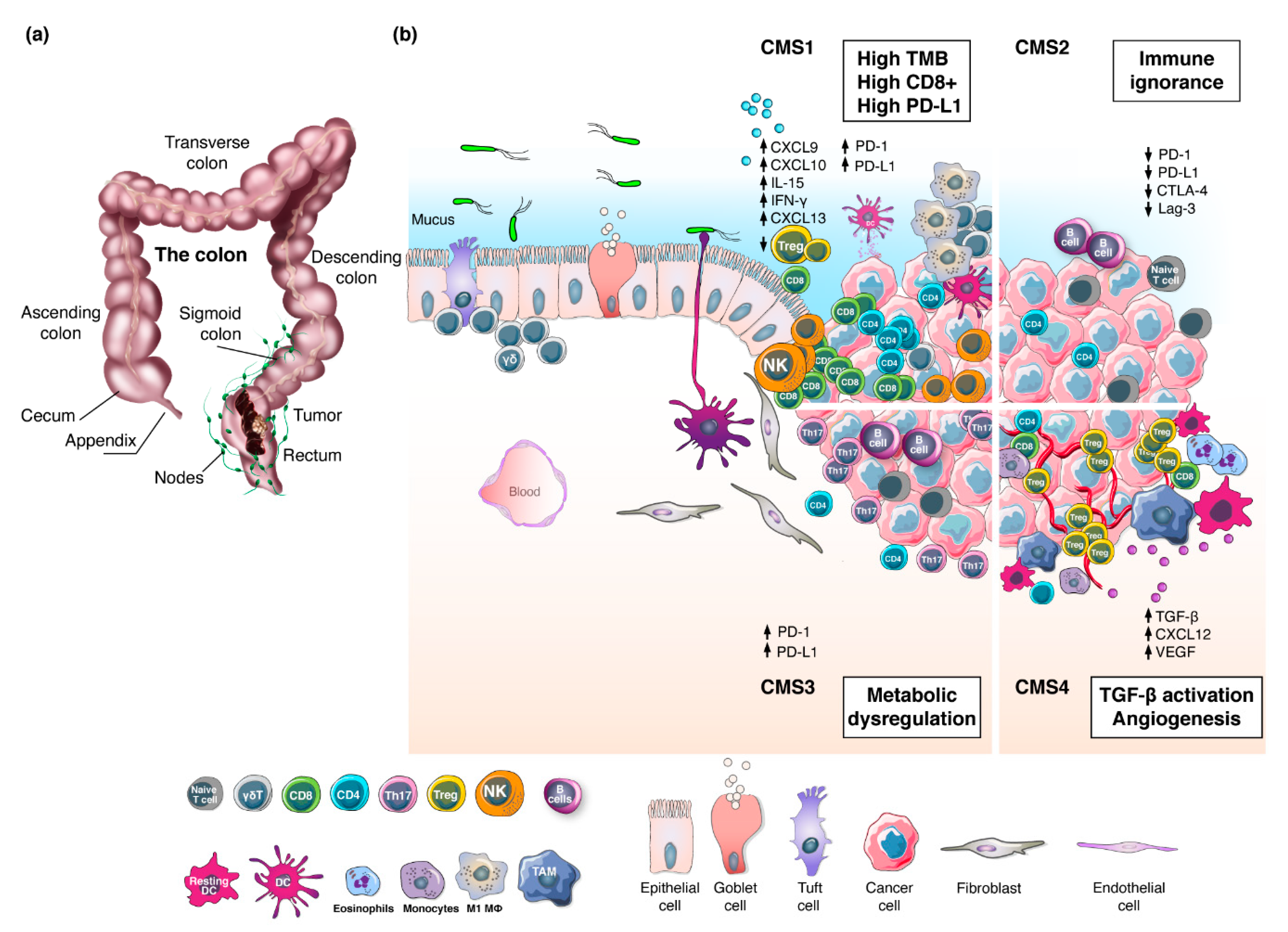 Cancers | Free Full-Text | Emerging Trends for Radio-Immunotherapy in Rectal  Cancer | HTML