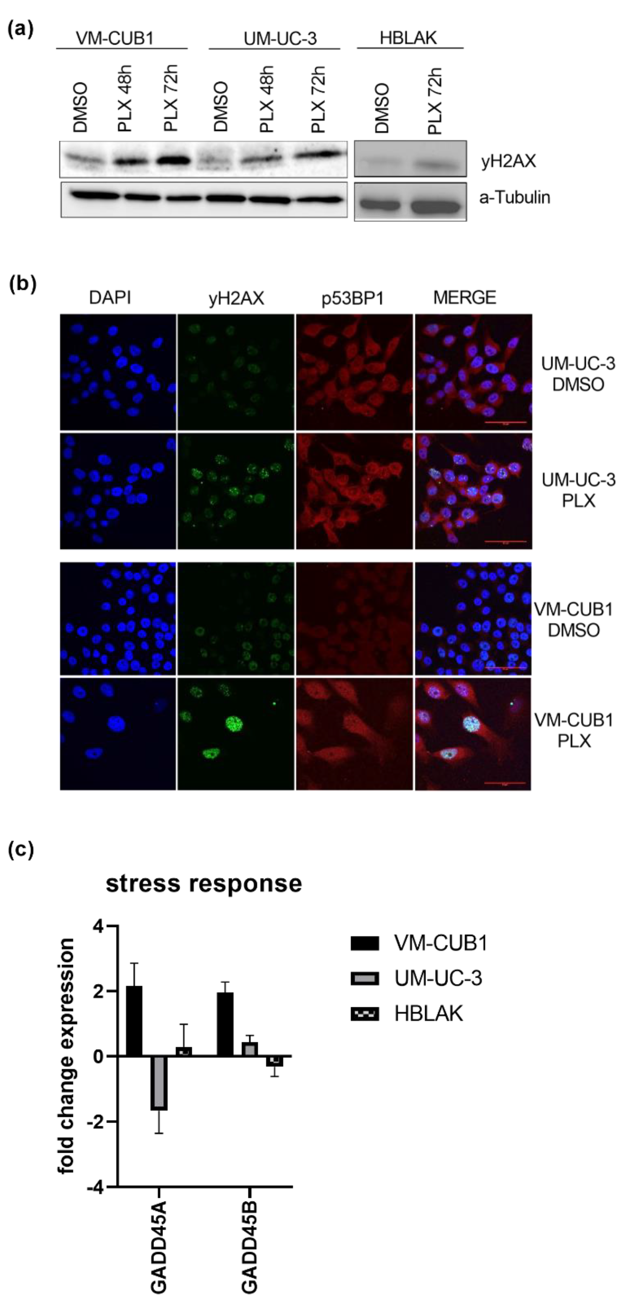 Cancers 13 01376 g003 Cancers 13 01376 g003