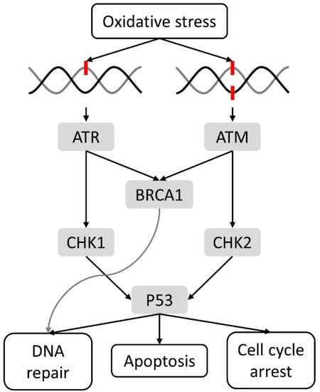 Cancers Free Full Text Cancer And Aging Two Tightly Interconnected Biological Processes Html