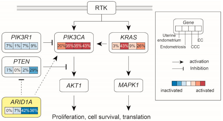 Cancers | Free Full-Text | How Does Endometriosis Lead to Ovarian