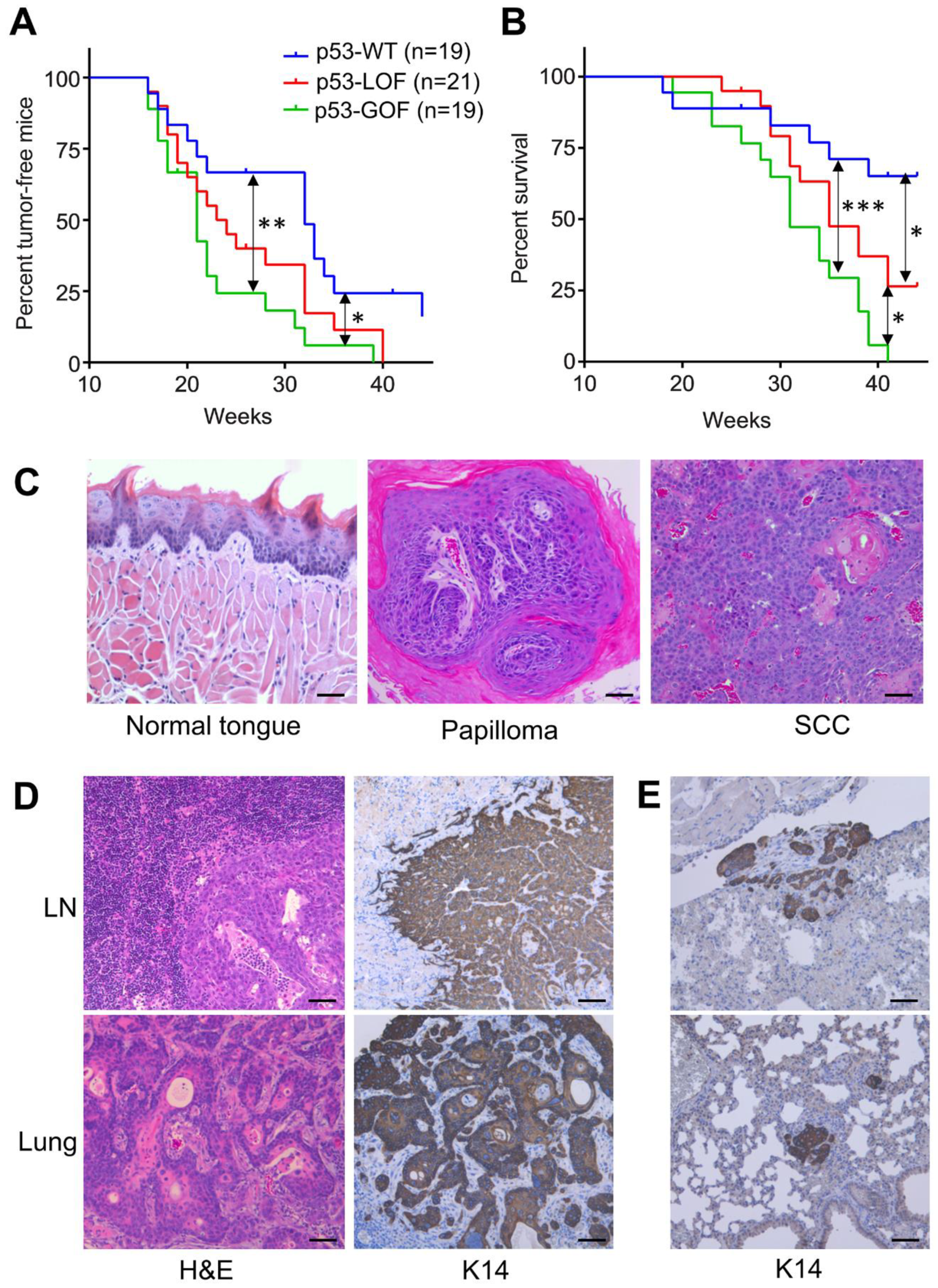 Cancers 13 01471 g001