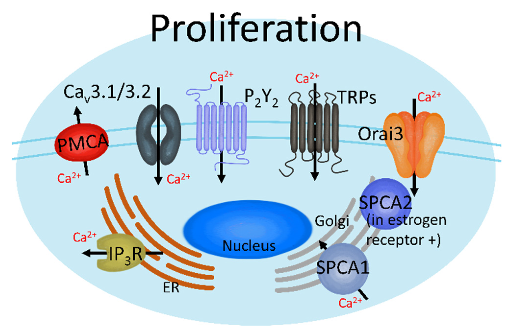 Cancers 13 01473 g002