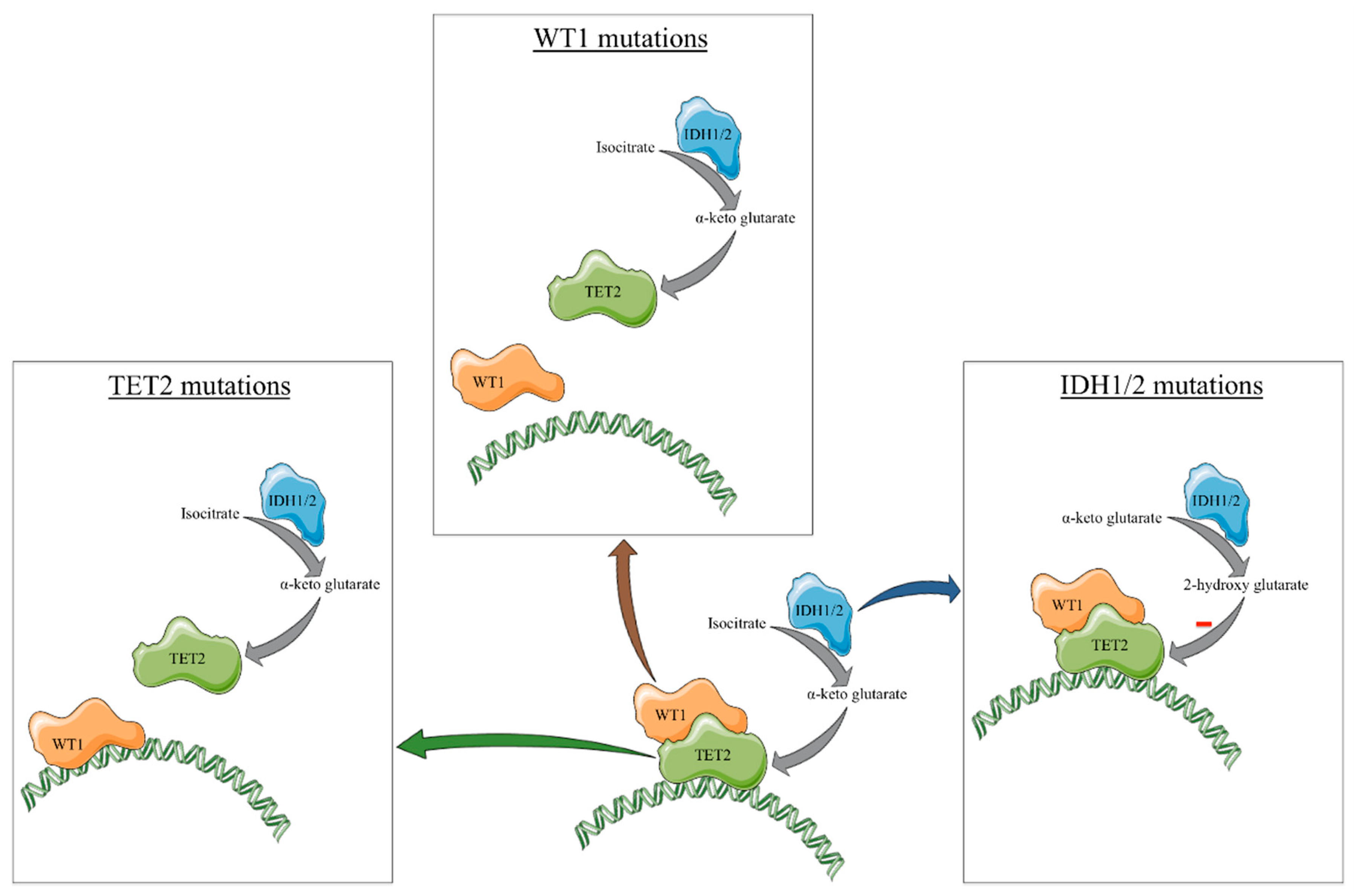 Cancers 13 01499 g001