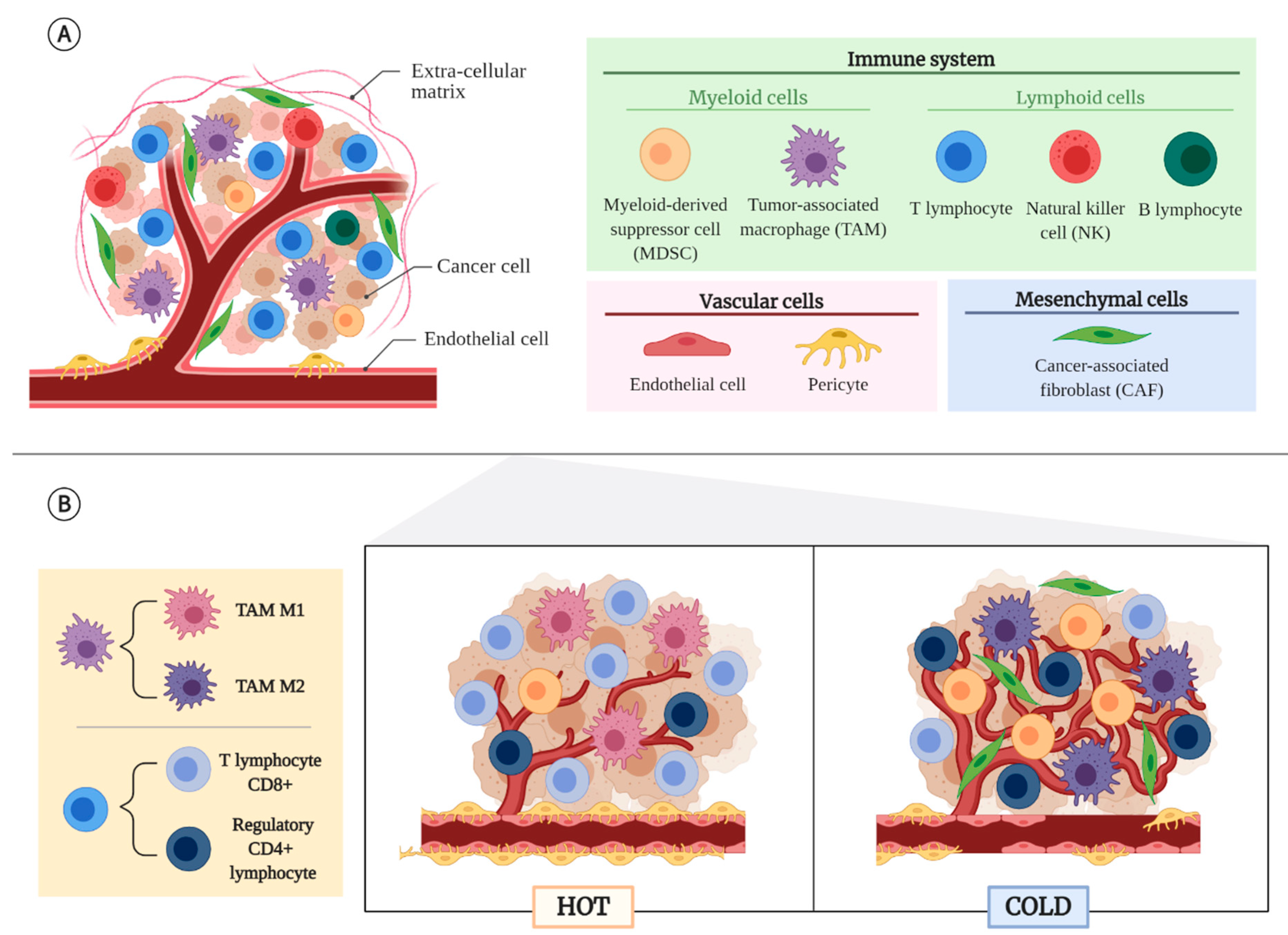 Cancers Free Full Text Hot And Cold Tumors Is Endoglin Cd105 A Potential Target For Vessel Normalization Html