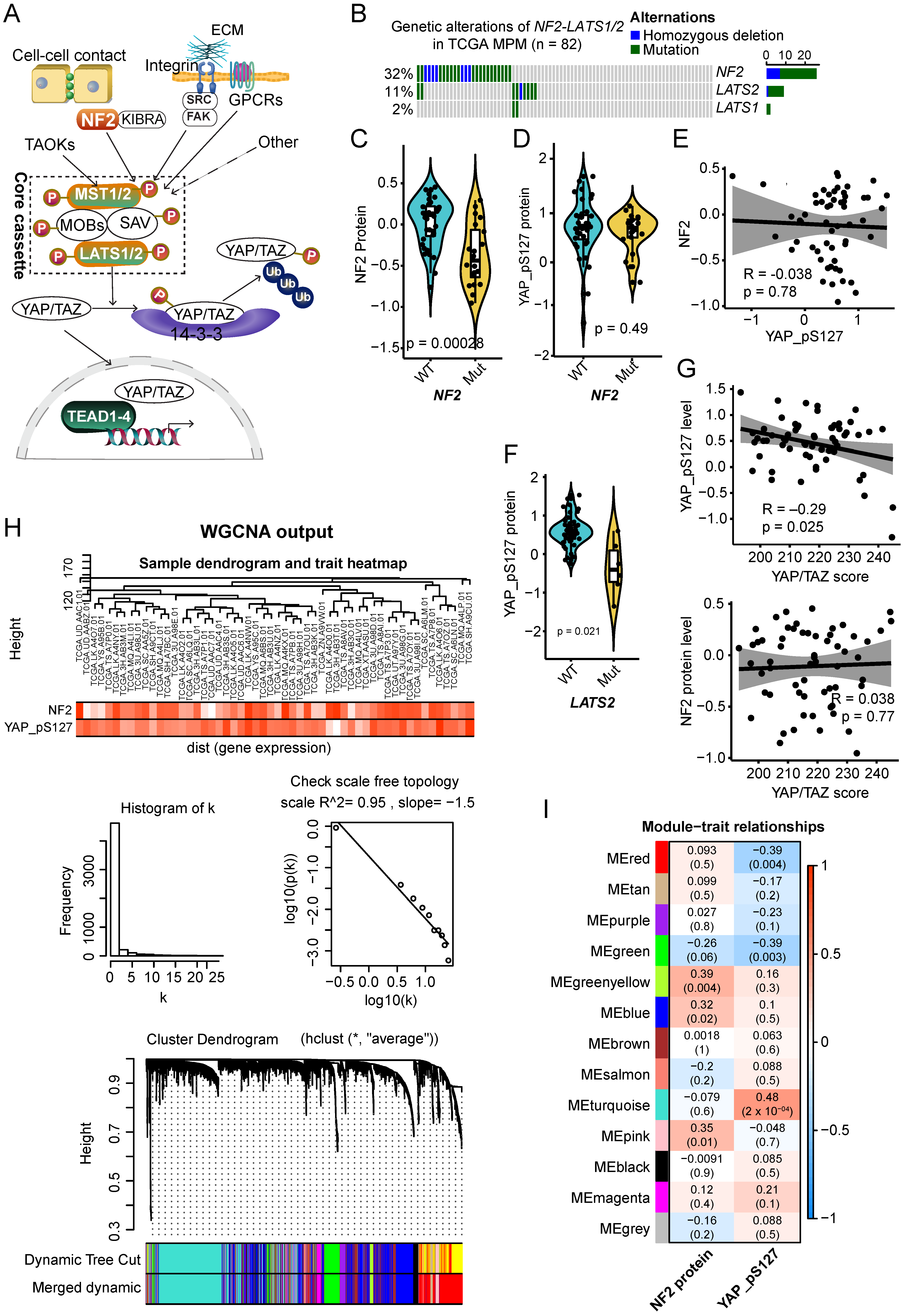 Cancers Free Full Text Nf2 And Canonical Hippo Yap Pathway Define Distinct Tumor Subsets Characterized By Different Immune Deficiency And Treatment Implications In Human Pleural Mesothelioma Html