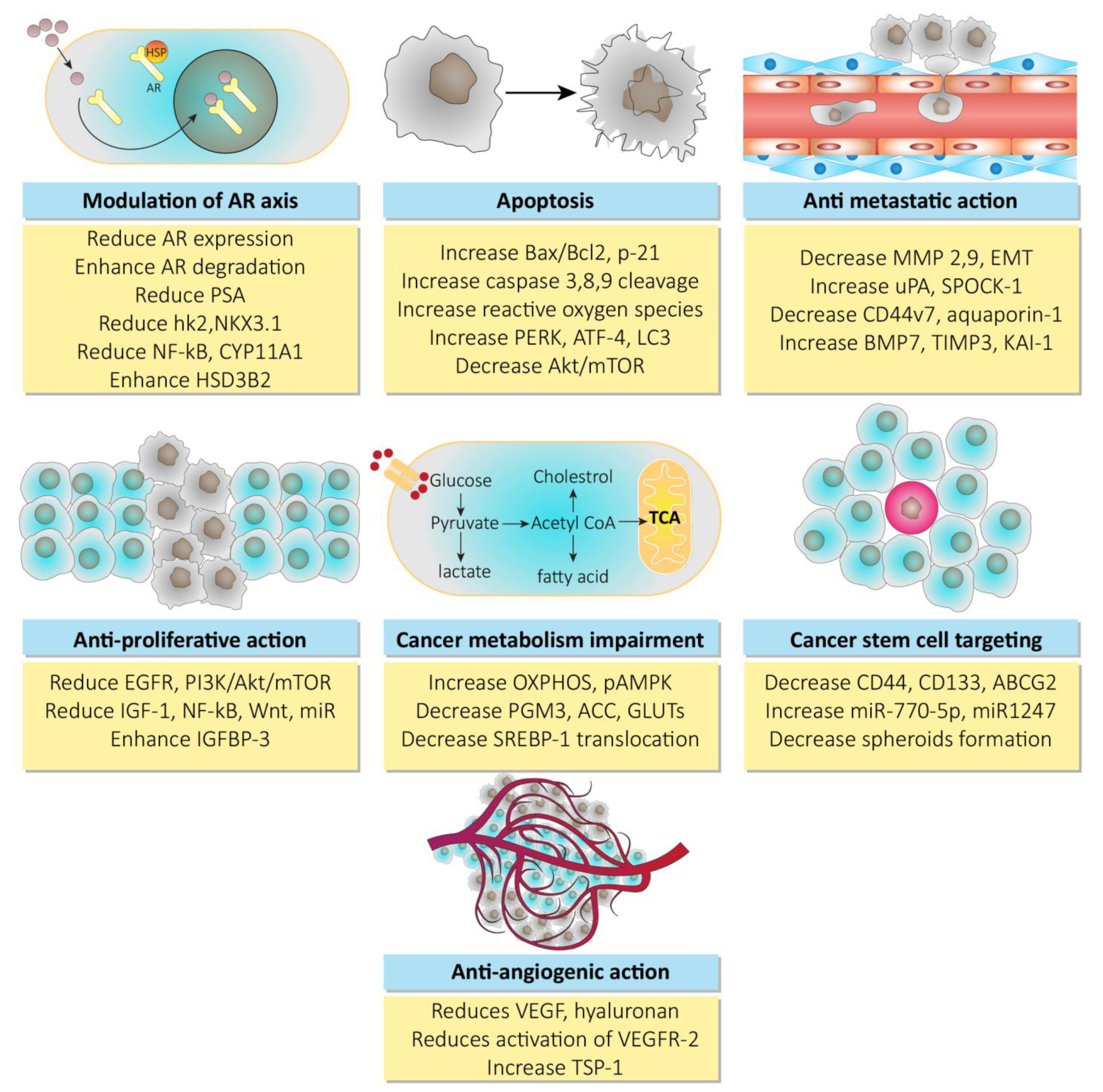 MicroRNA‑155‑5p inhibits the invasion and migration of prostate cancer  cells by targeting SPOCK1