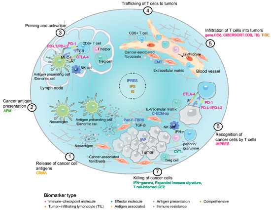 Cancers Free Full Text Systematic Assessment of Transcriptomic