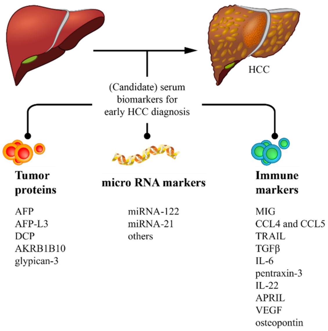 Cancers | Free Full-Text | Serum Biomarkers for the Prediction of  Hepatocellular Carcinoma