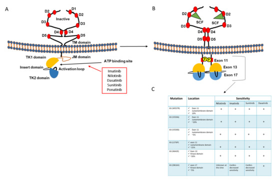 Shared decision making for patients with breast and gynecologic  malignancies undergoing chemotherapy associated with persistent alopecia -  ScienceDirect