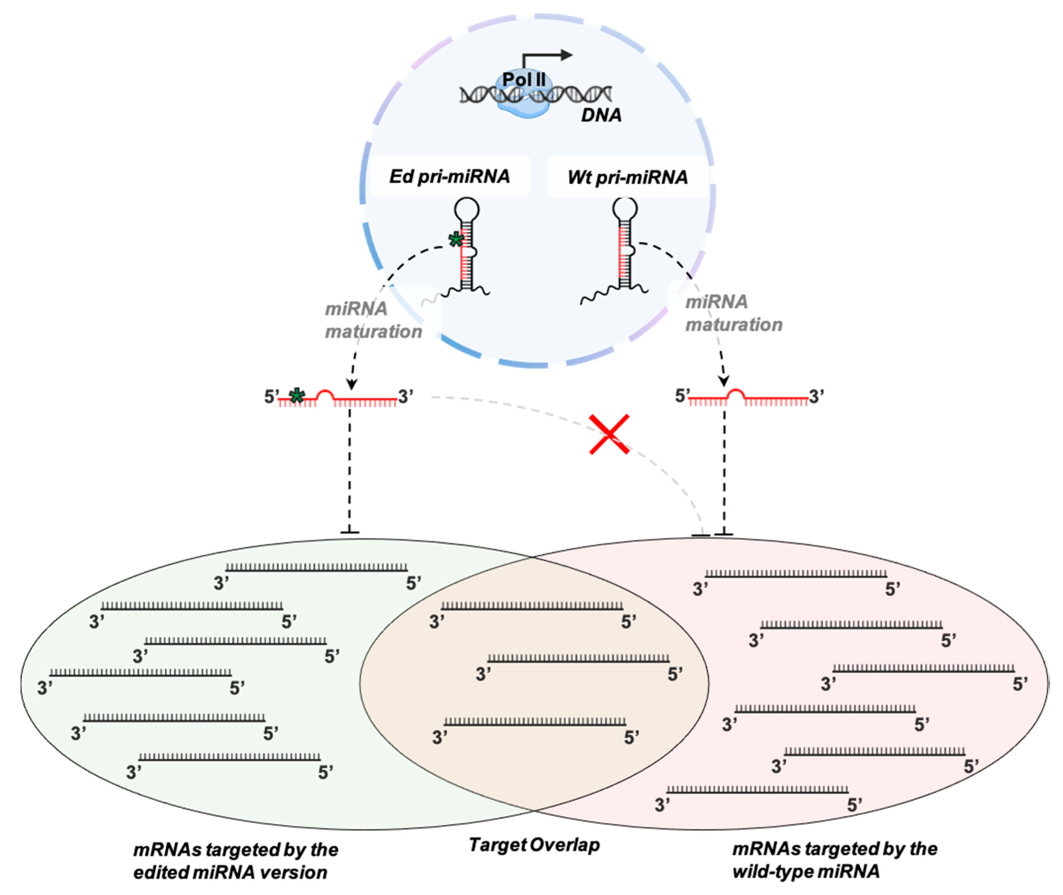 Cancers Free Full Text Detecting And Characterizing A To I Microrna Editing In Cancer Html