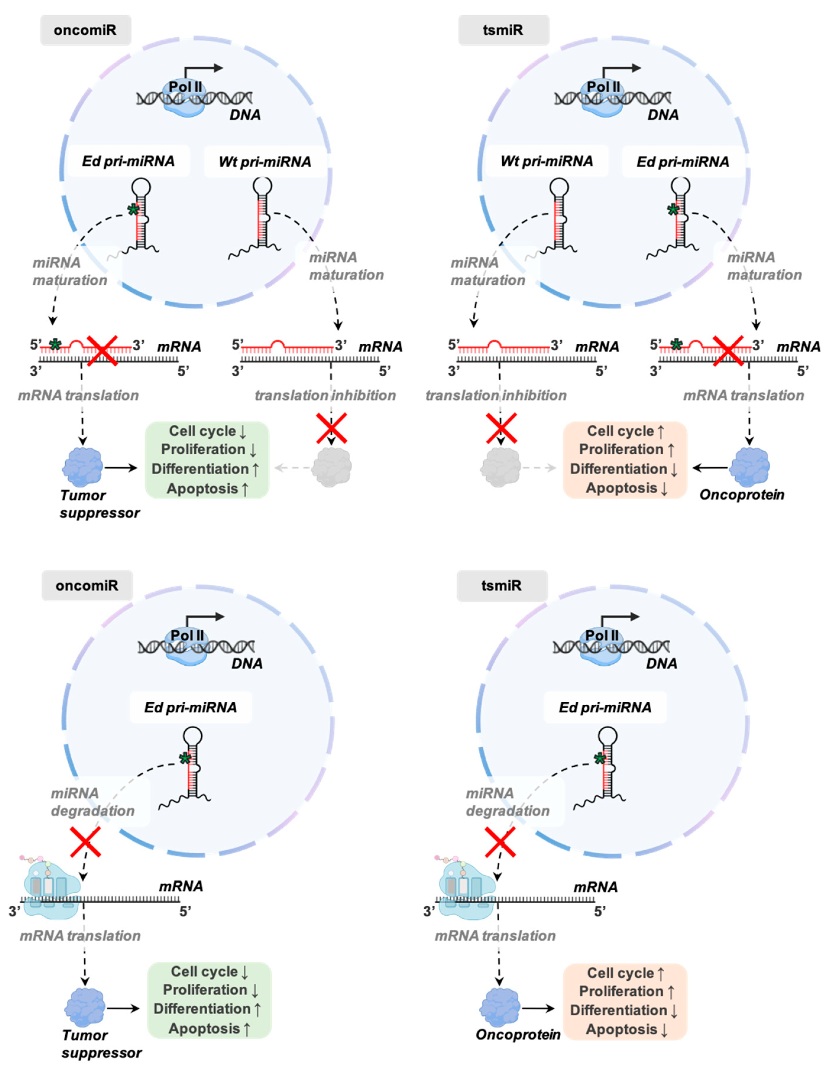 Cancers Free Full Text Detecting And Characterizing A To I Microrna Editing In Cancer Html