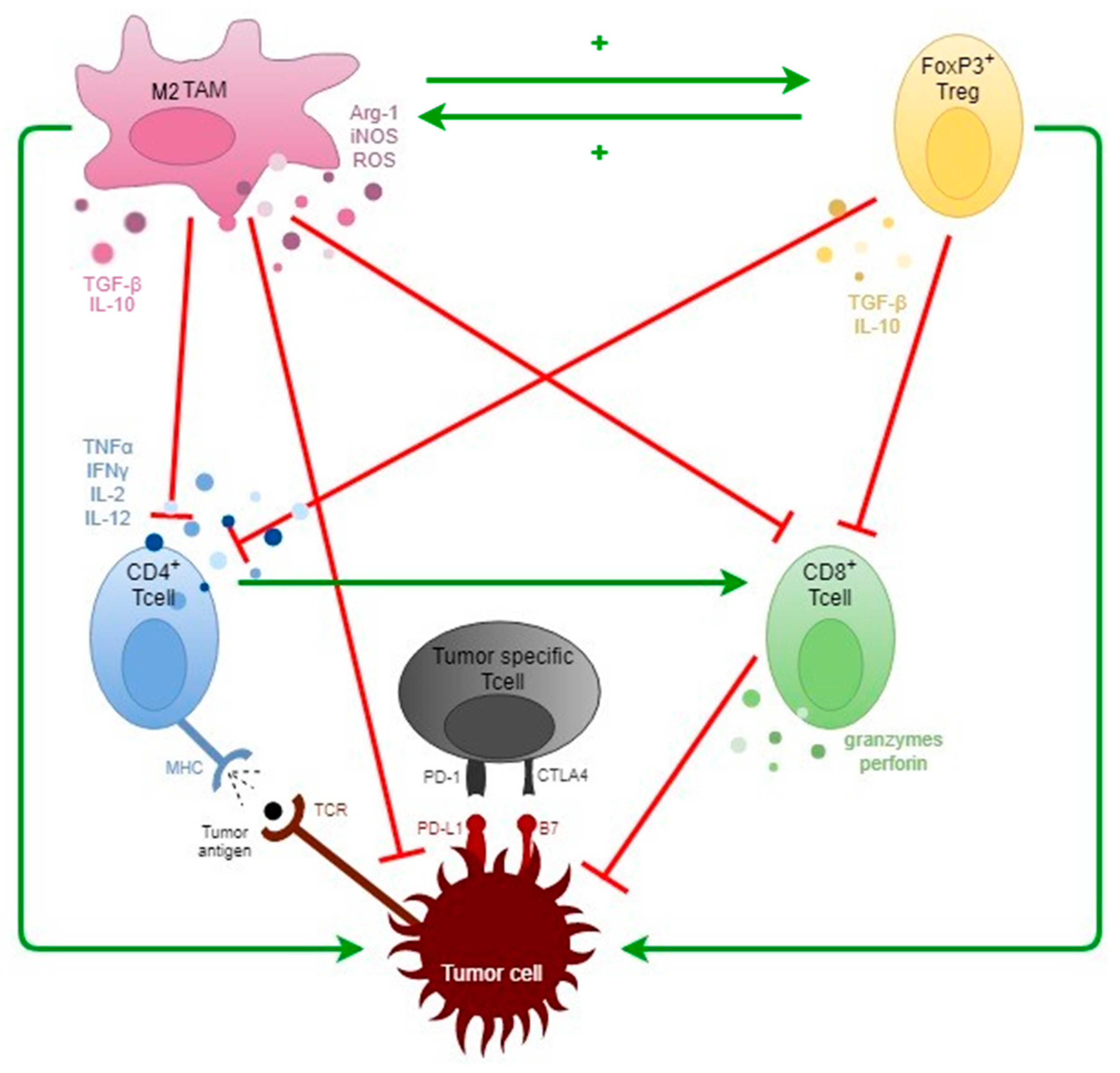 Cancers | Free Full-Text | Immuno-Oncological Biomarkers for Squamous Cell  Cancer of the Head and Neck: Current State of the Art and Future  Perspectives