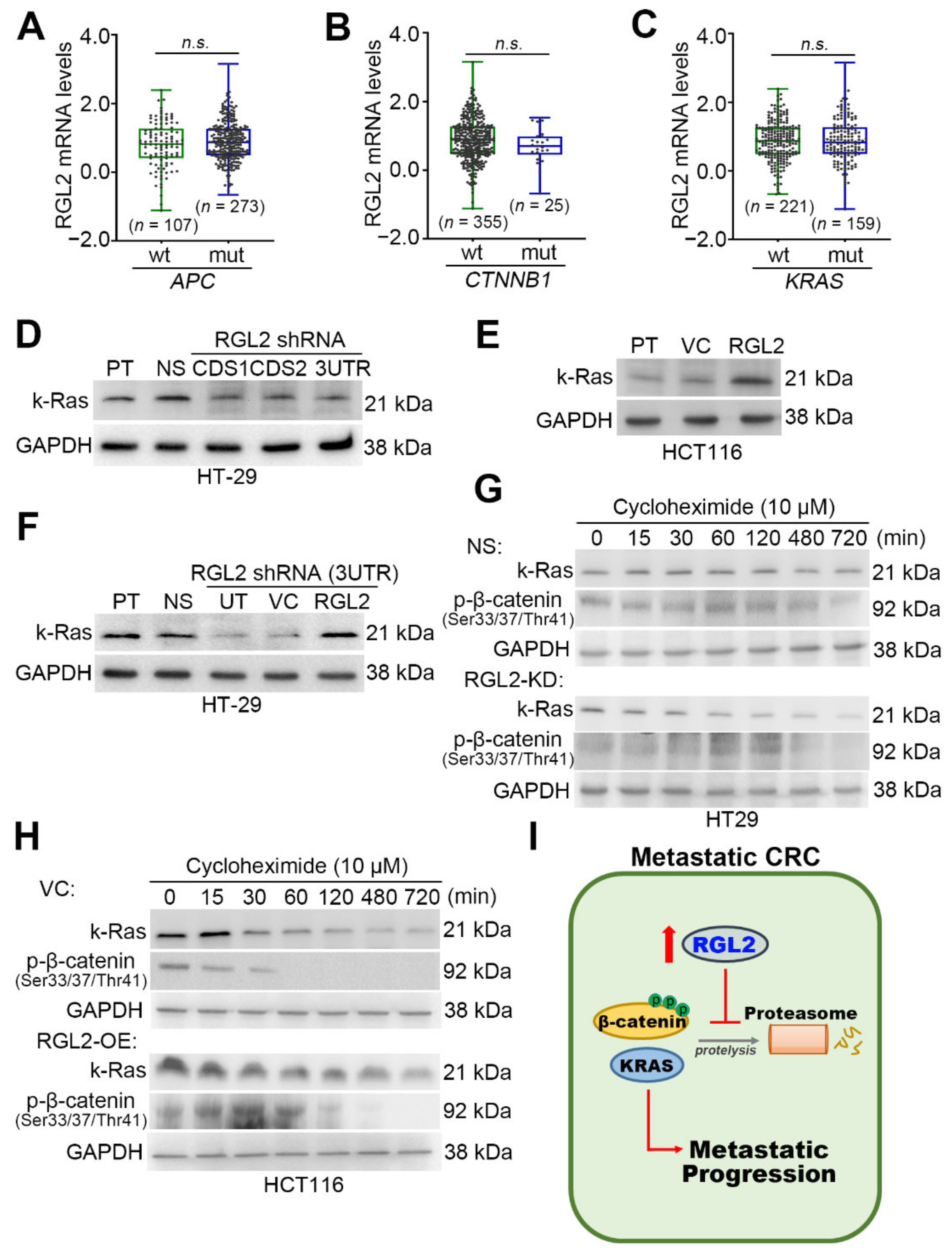 Cancers Free Full Text Rgl2 Drives The Metastatic Progression Of Colorectal Cancer Via Preventing The Protein Degradation Of B Catenin And Kras Html