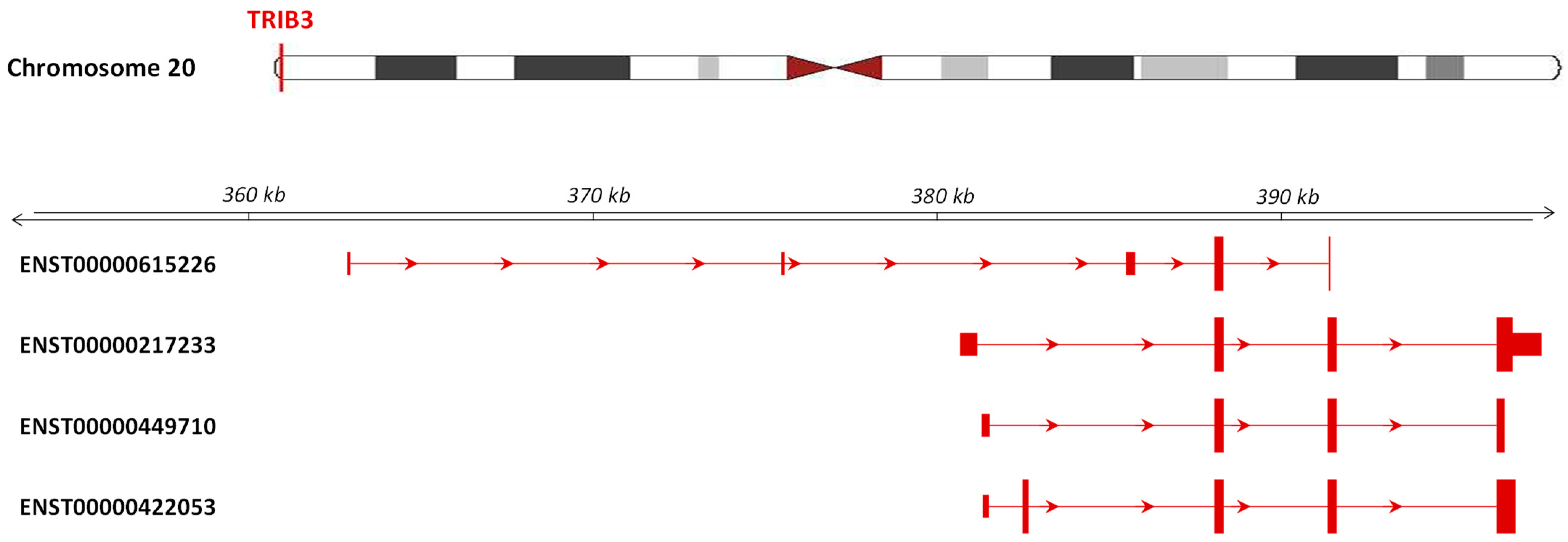 Cancers Free Full Text Tribbles Pseudokinase 3 Regulation And Contribution To Cancer Html