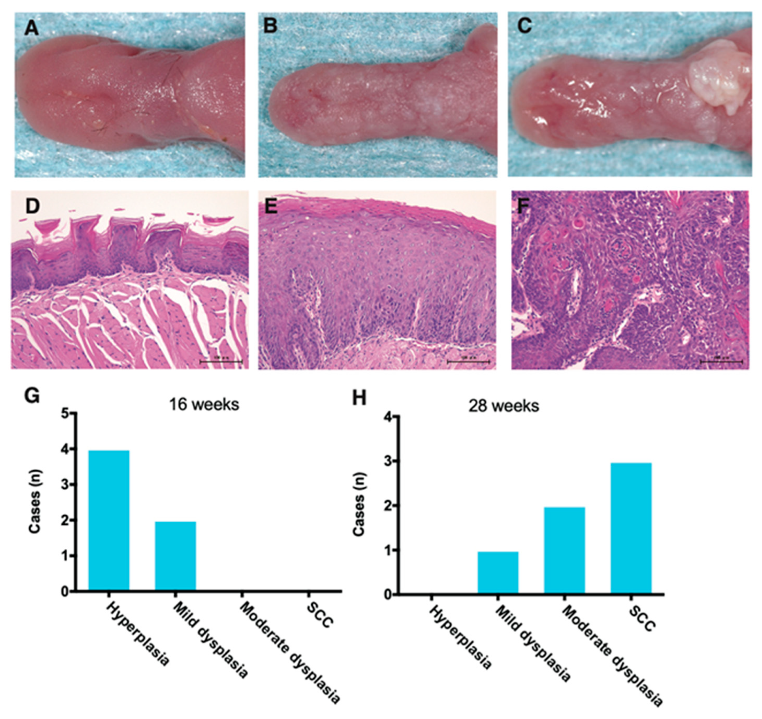 Cancers 13 01835 g001 Cancers 13 01835 g001