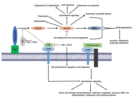 Cancers Free Full Text Plasmin And Plasminogen System In The Tumor Microenvironment Implications For Cancer Diagnosis Prognosis And Therapy Html