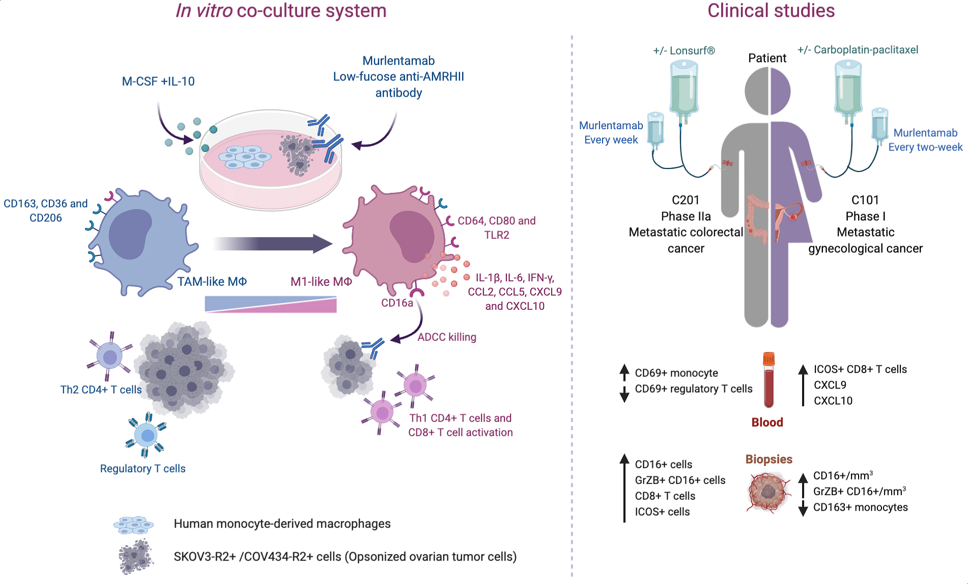 Cancers | Free Full-Text | Murlentamab, a Low Fucosylated Anti ...