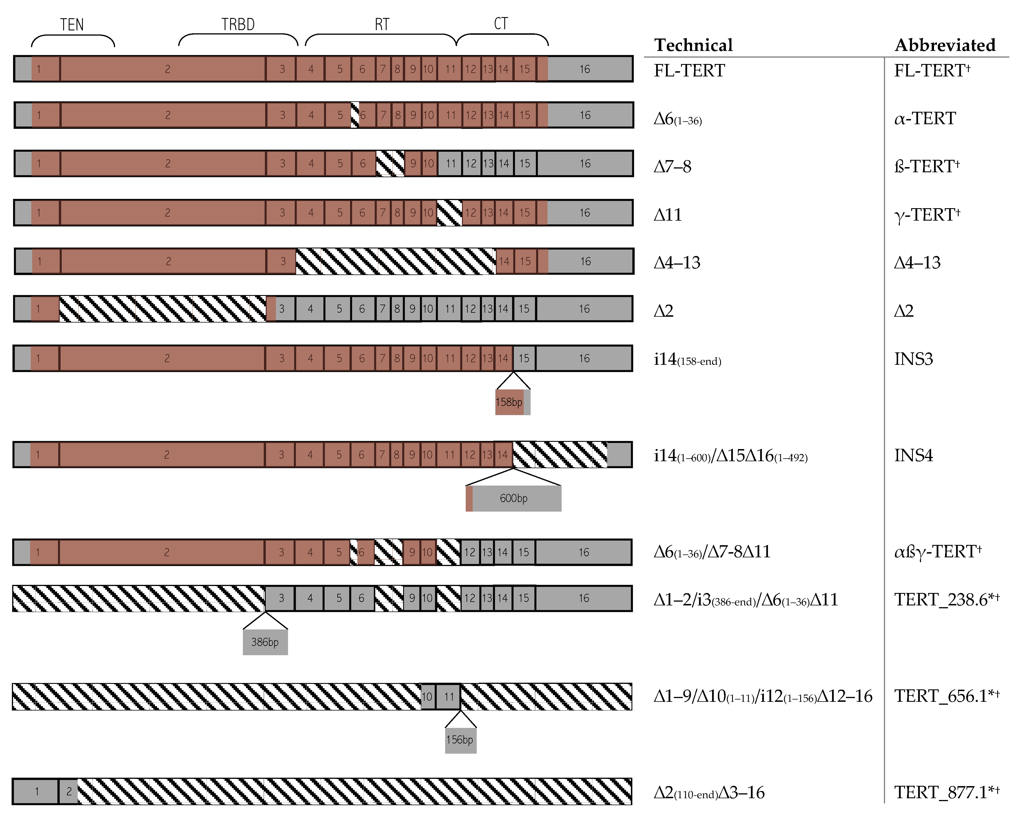 Cancers Free Full Text Analysis Of Tert Isoforms Across Tcga Gtex And Ccle Datasets Html