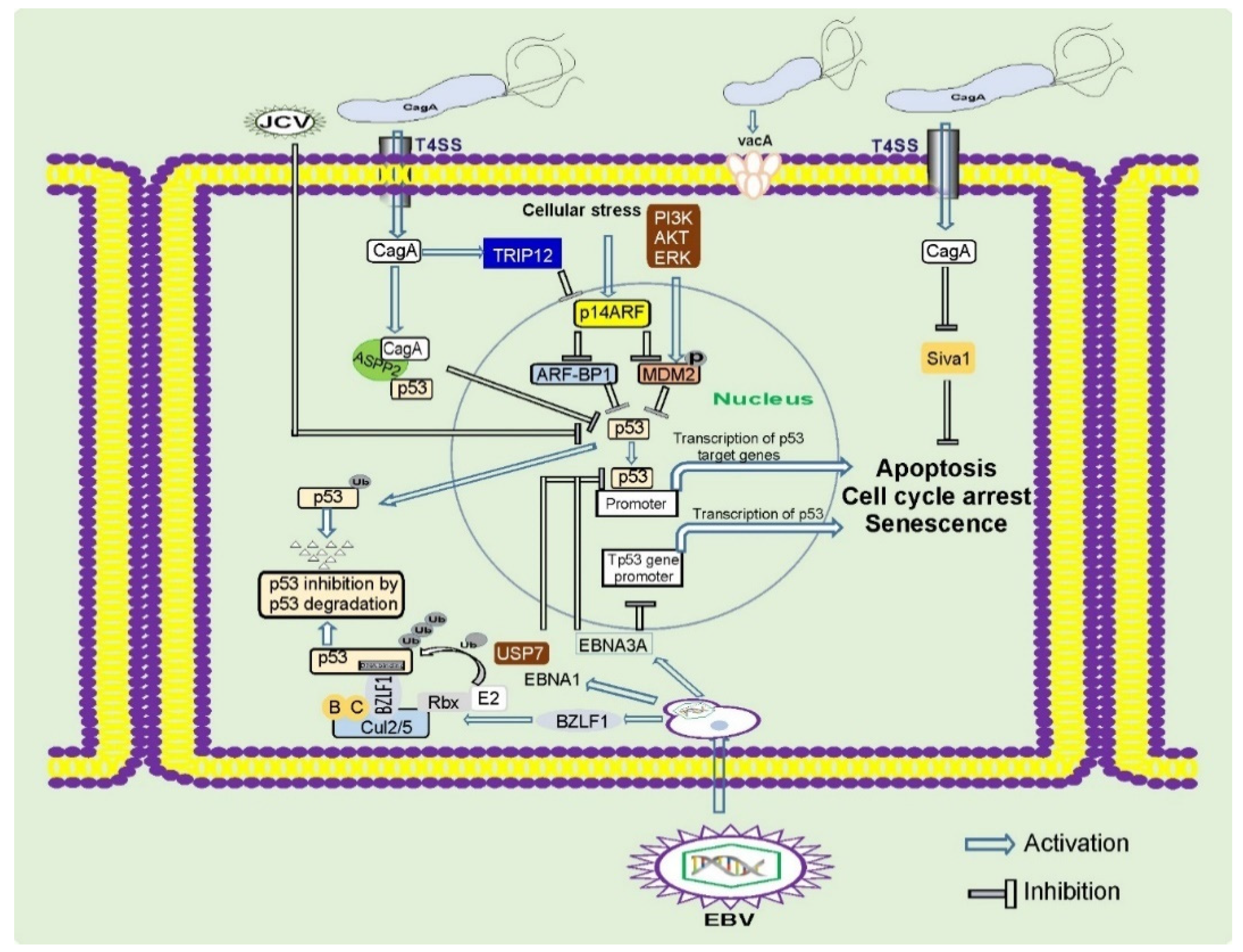 Cancers 13 01878 g002 Cancers 13 01878 g002