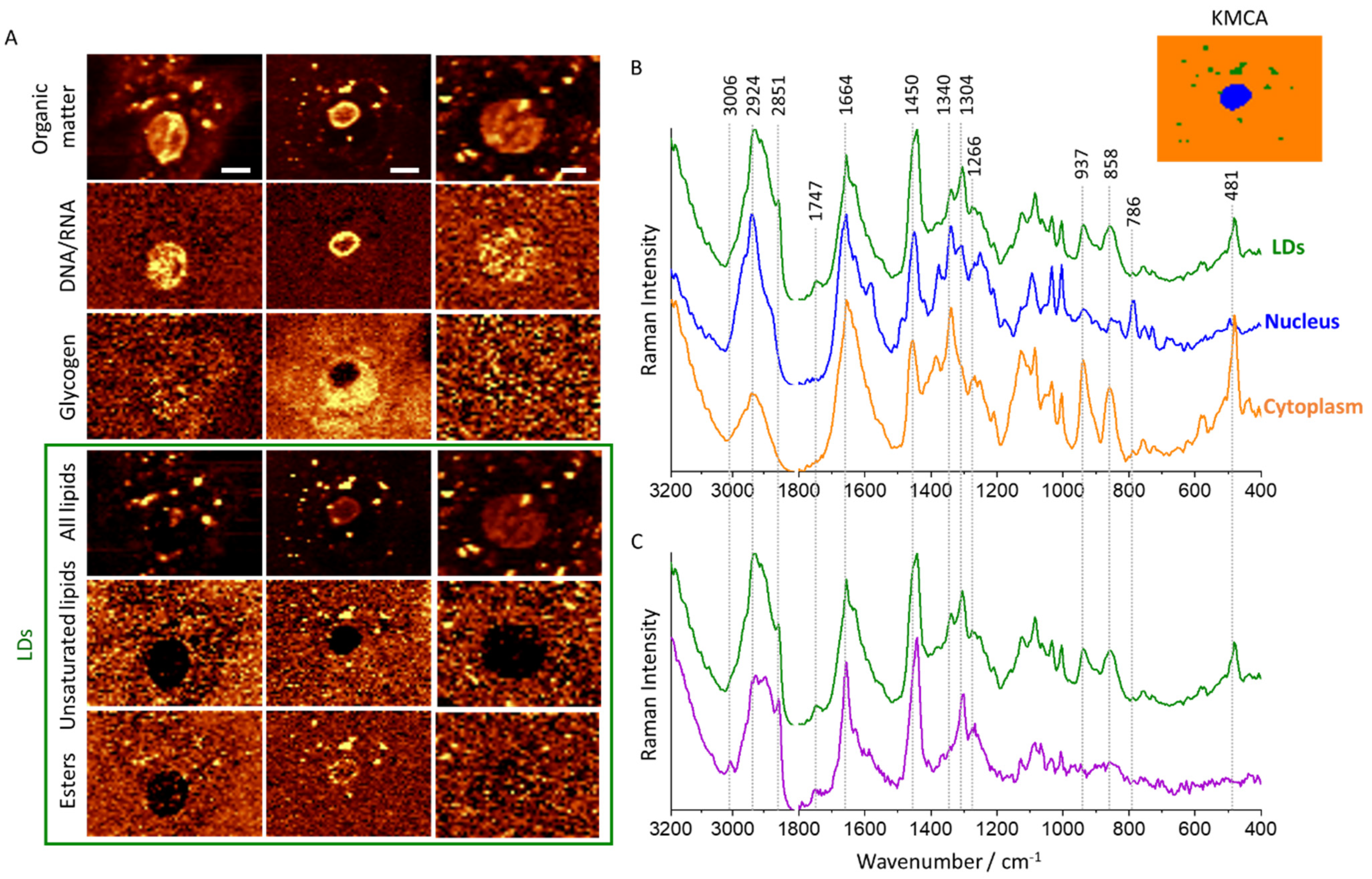 Cancers 13 01997 g001