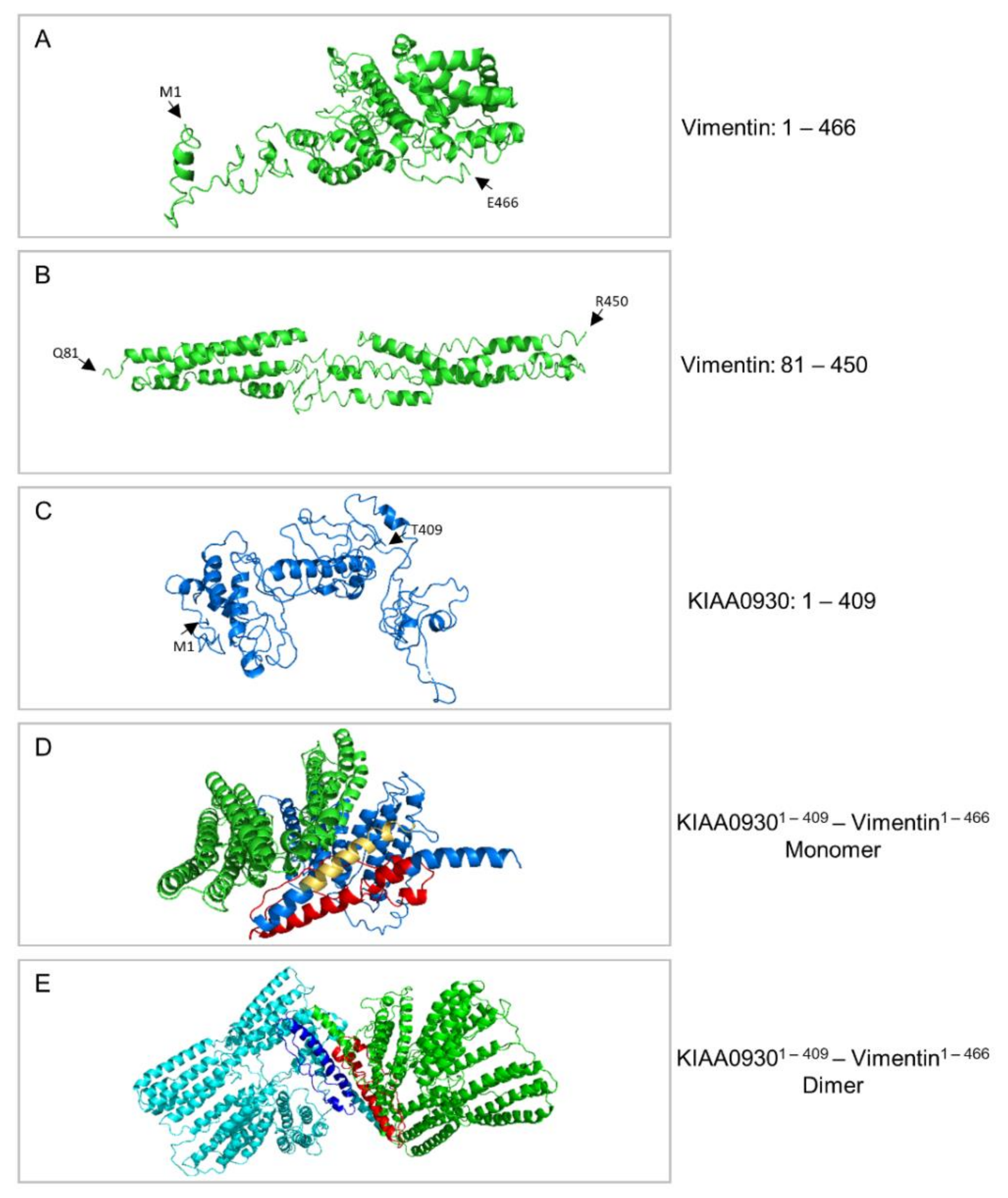 Cancers Free Full Text From Proteomic Mapping To Invasion Metastasis Cascade Systemic Biomarkering And Targeted Drugging Of Mutant Braf Dependent Human Cutaneous Melanomagenesis Html