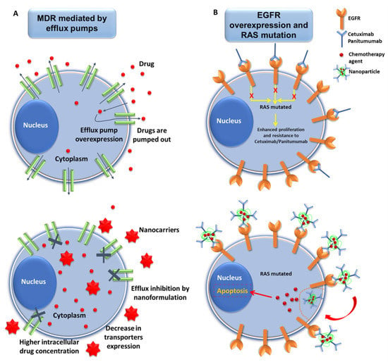 Cancers Free FullText Nanomedicine to Multidrug