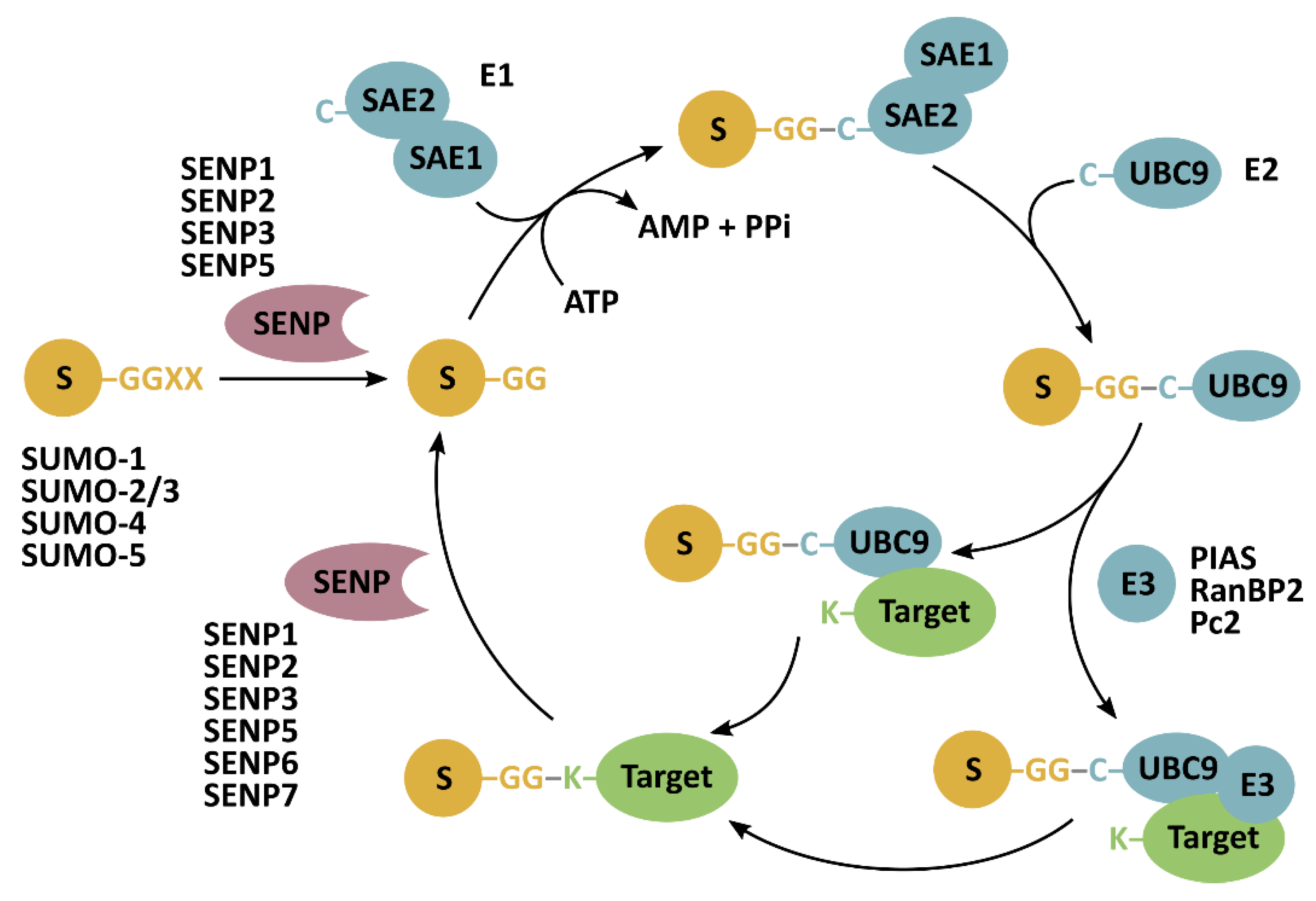 Cancers 13 02059 g001