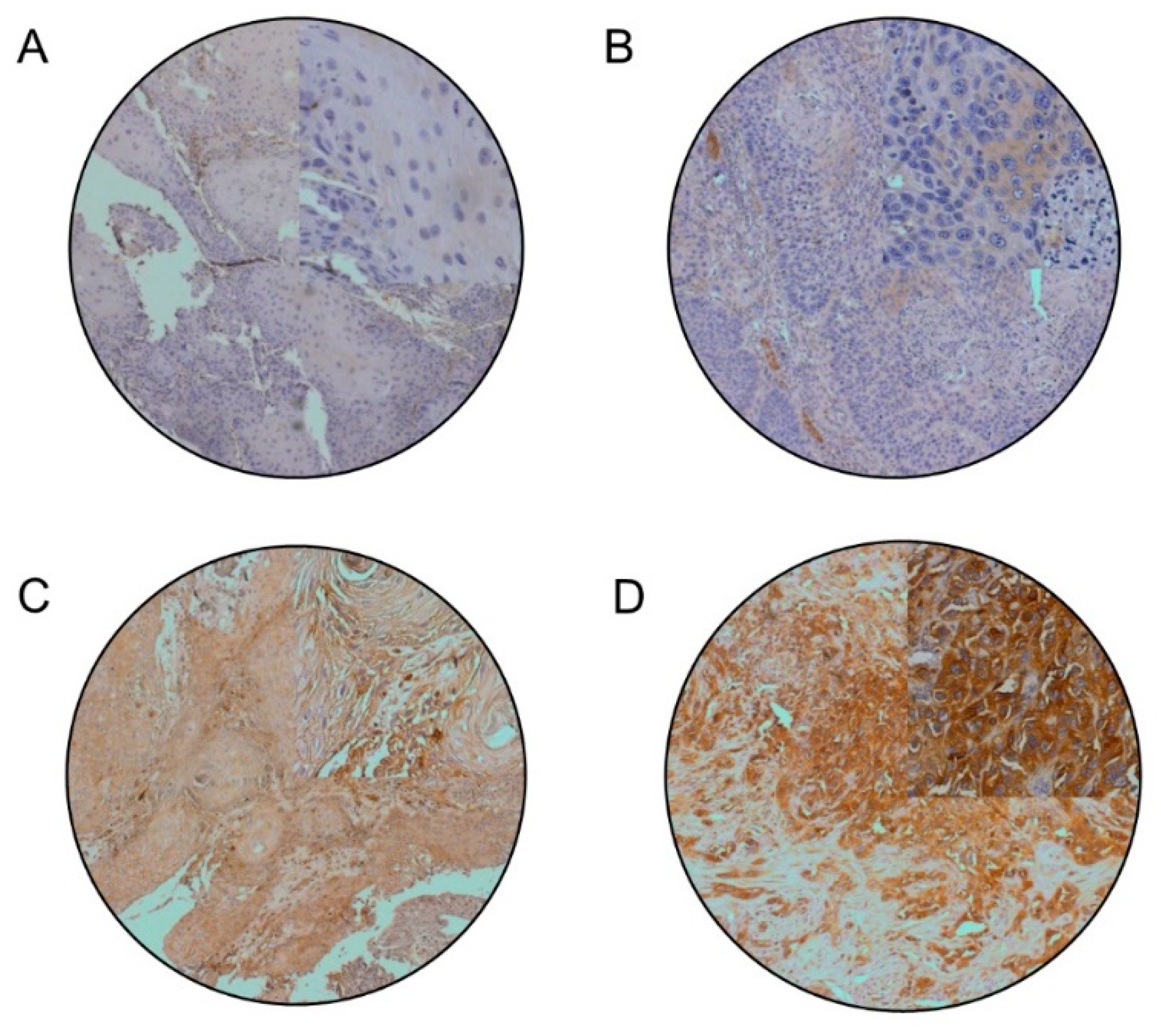 Cancers 13 02082 g001 Cancers 13 02082 g001