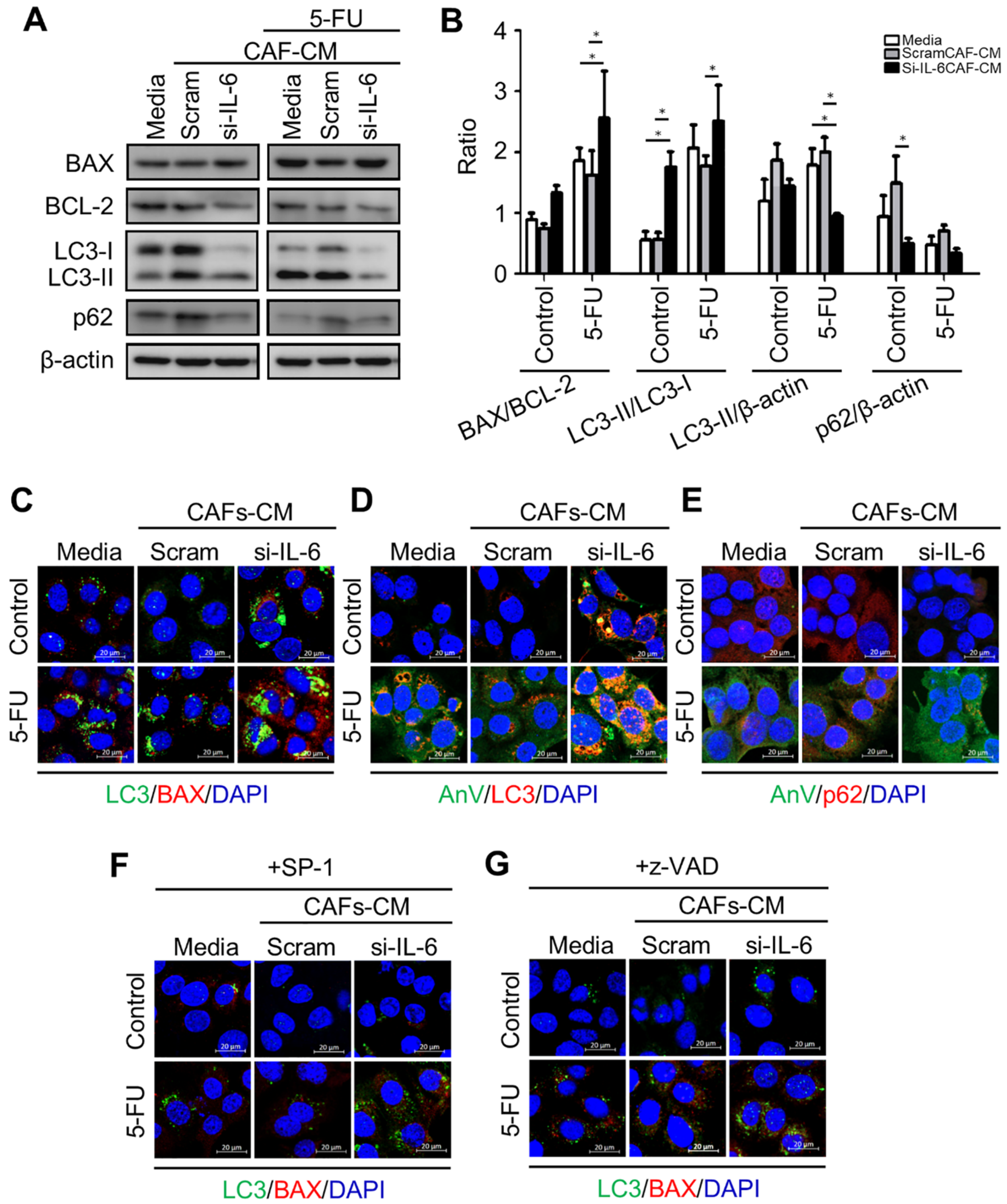 Cancers 13 02134 g008 Cancers 13 02134 g008