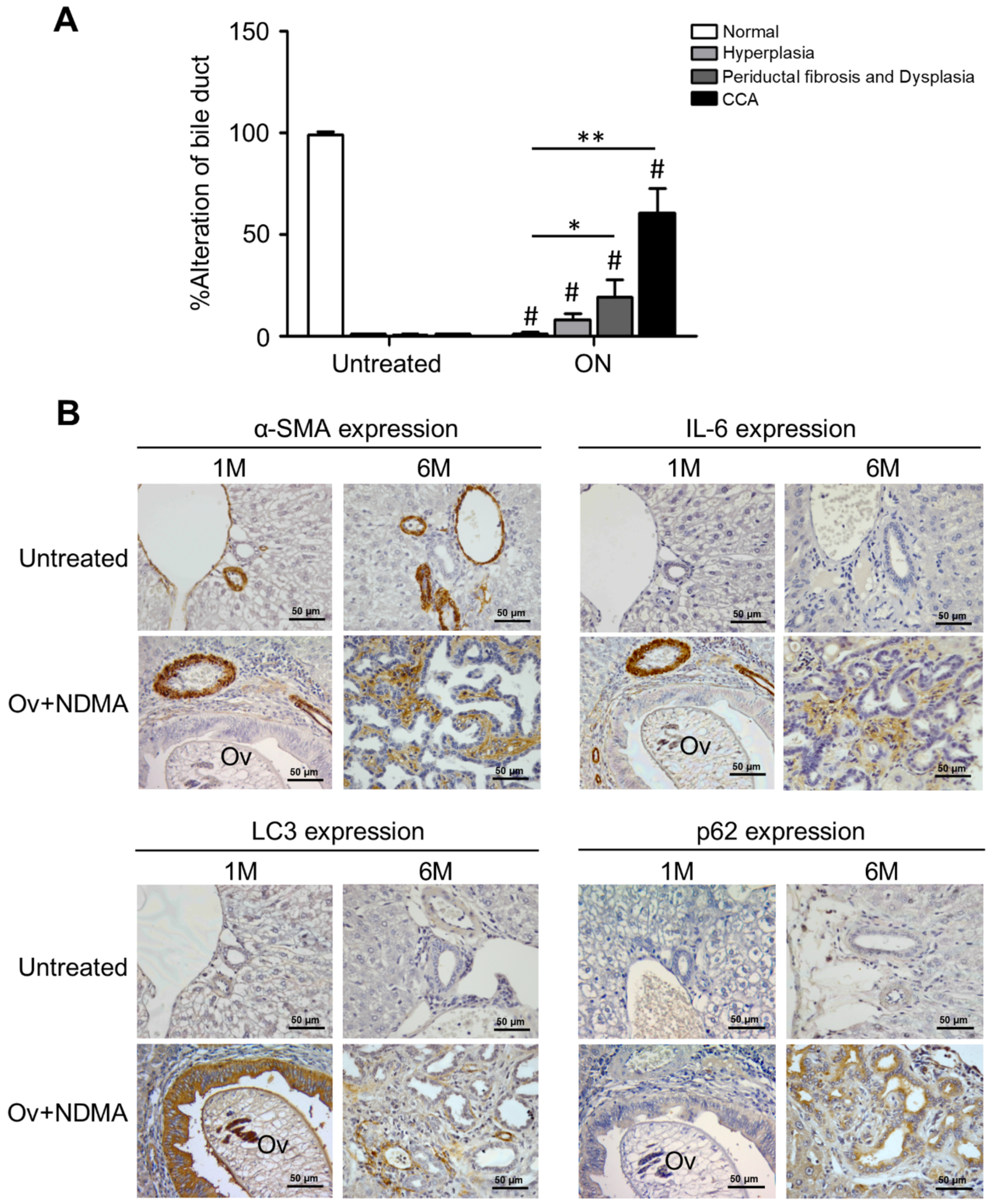 Cancers 13 02134 g009 Cancers 13 02134 g009