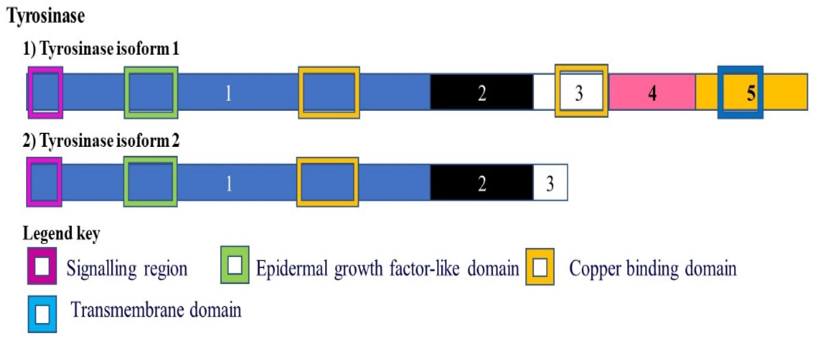 Cancers 13 02138 g005 Cancers 13 02138 g005