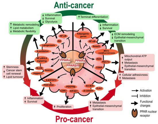 Cancers | Free Full-Text | PPARs and Tumor Microenvironment: The Emerging  Roles of the Metabolic Master Regulators in Tumor Stromal–Epithelial  Crosstalk and Carcinogenesis | HTML
