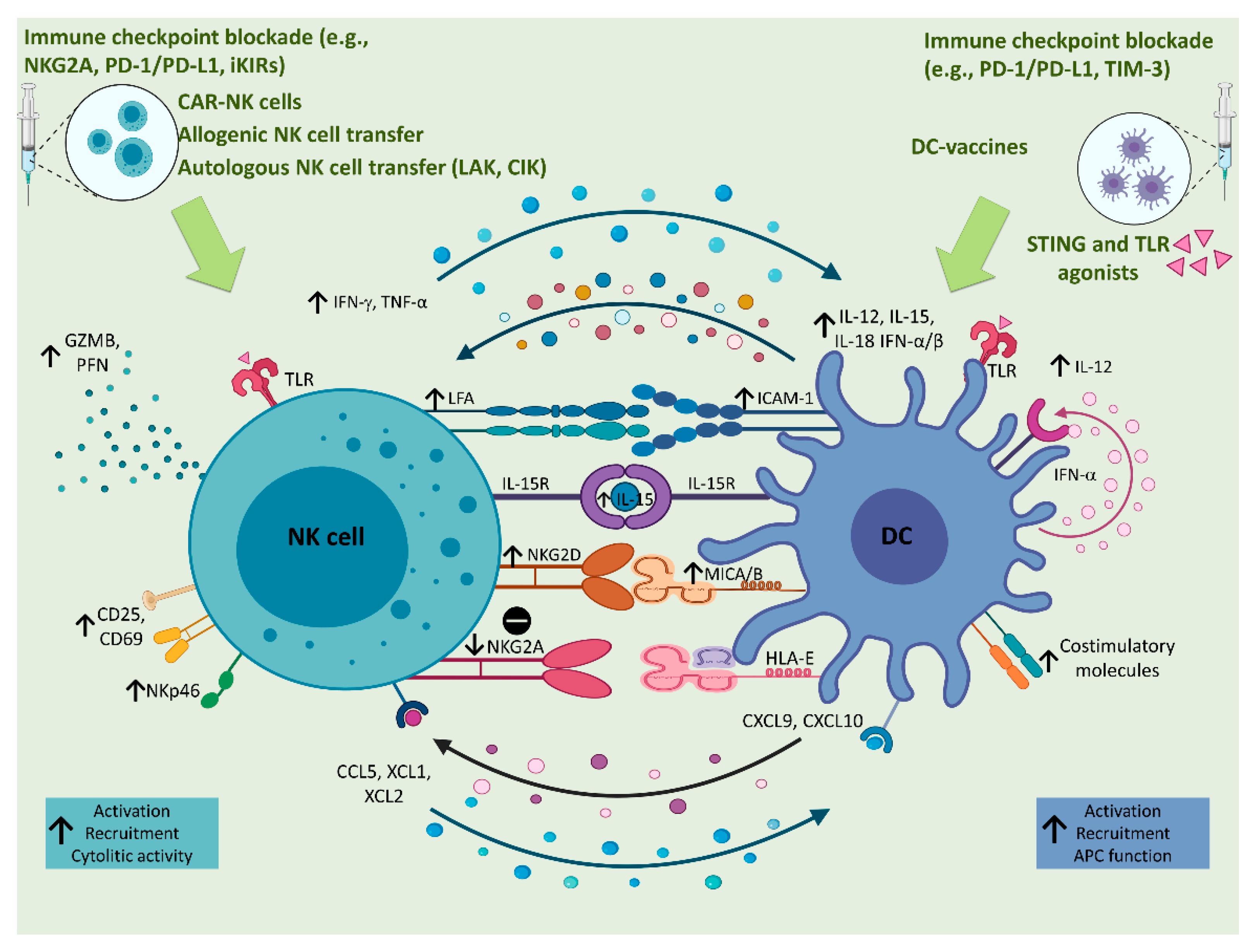 Cancers | Free Full-Text | Natural Killer–Dendritic Cell Interactions ...