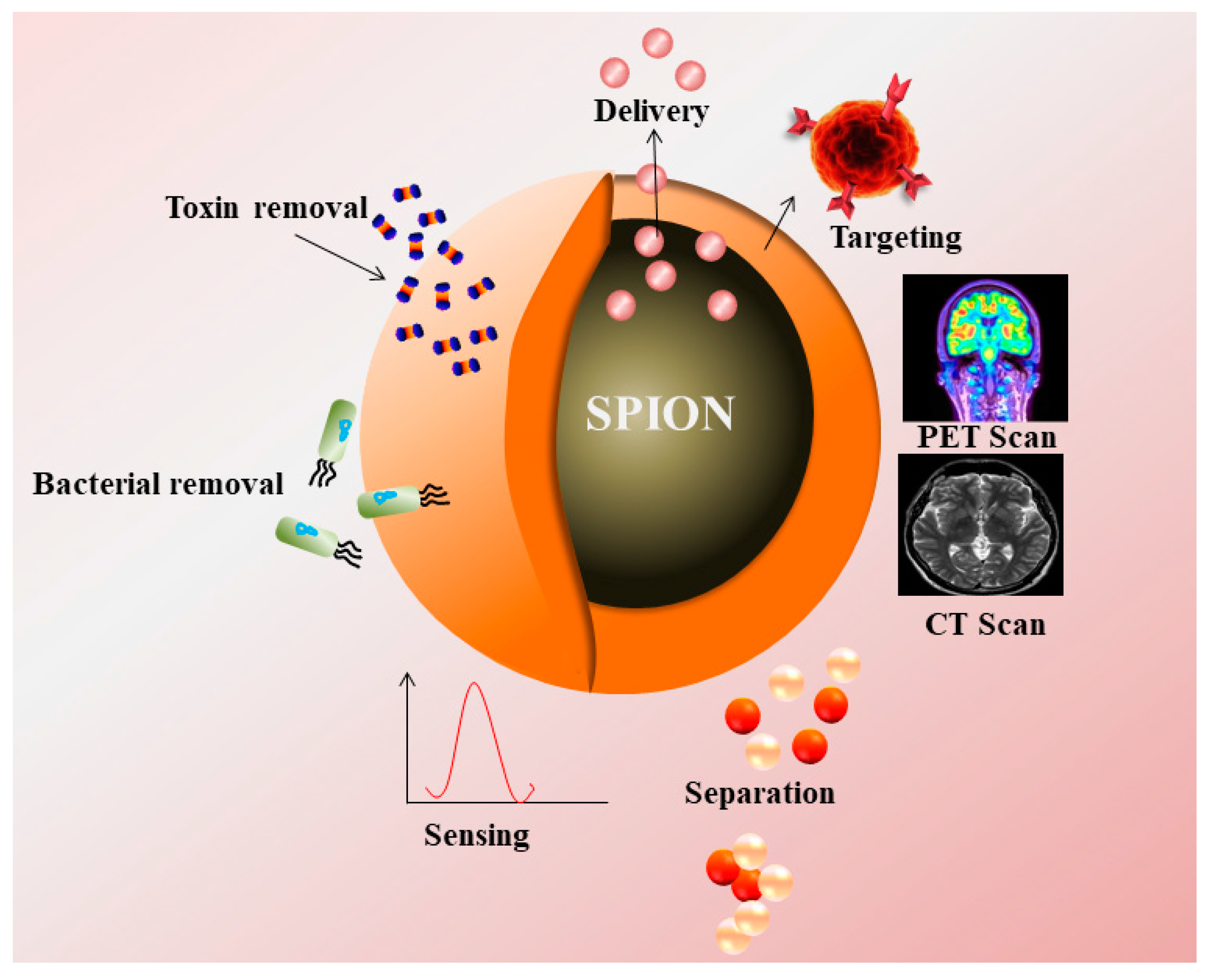 Cancers | Free Full-Text | Magnetic Nanoparticles—A Multifunctional  Potential Agent for Diagnosis and Therapy